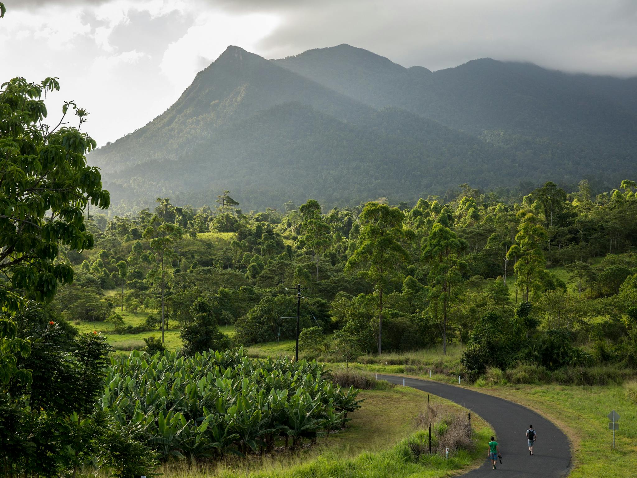Banana Plantation at Mt. Bartle Frere Banana Plantation at Mt. Bartle Frere
