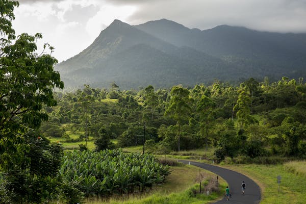 Banana Plantation at Mt. Bartle Frere