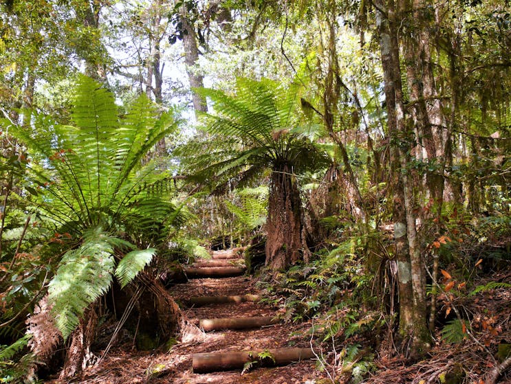 Antarctic beech forest walk in Barrington Tops