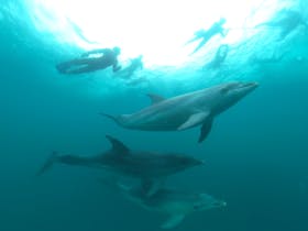 Swimmers in the water with wild dolphins. Image taken underwater looking up at dolphins and swimmers