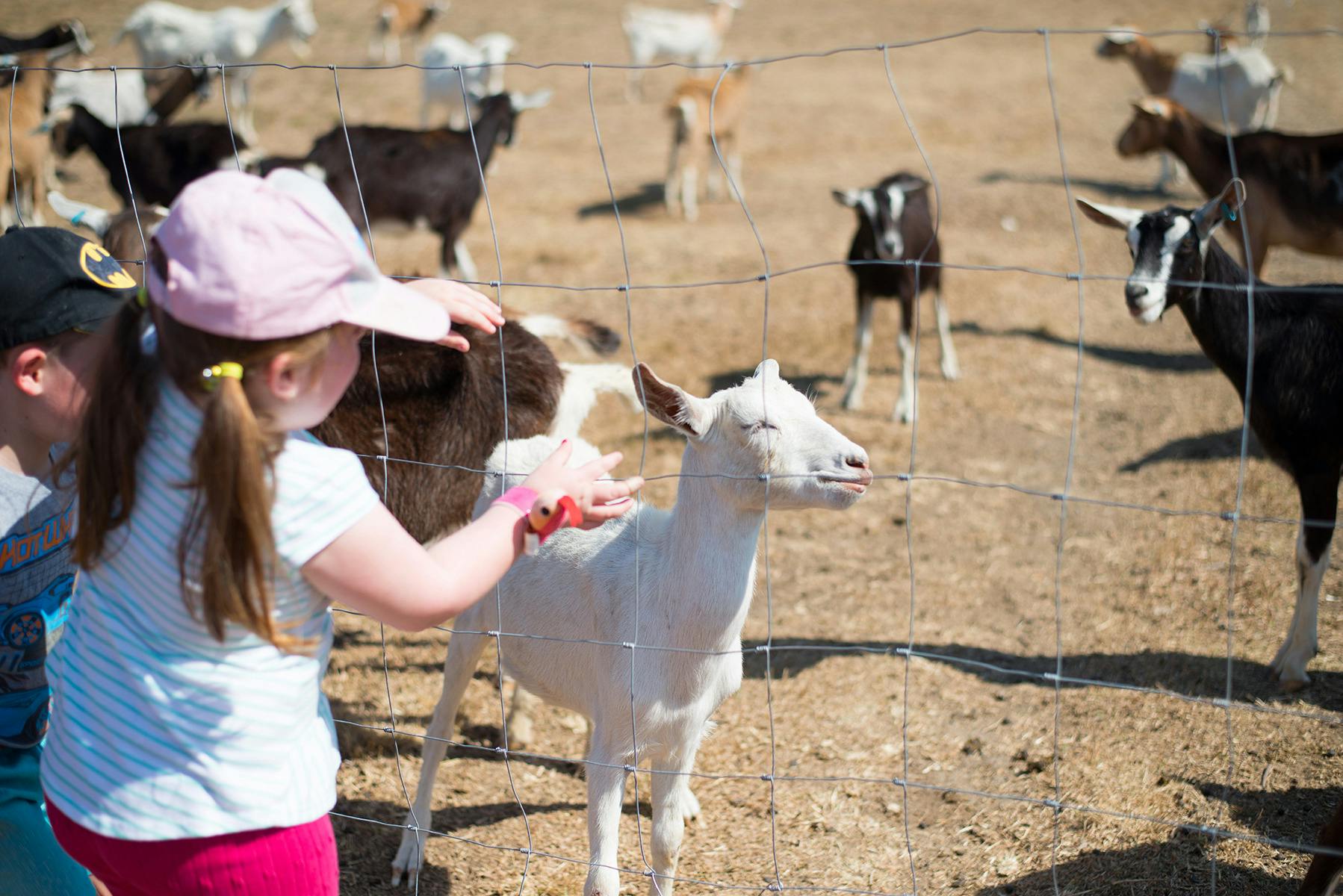 Goats enjoying to attention
