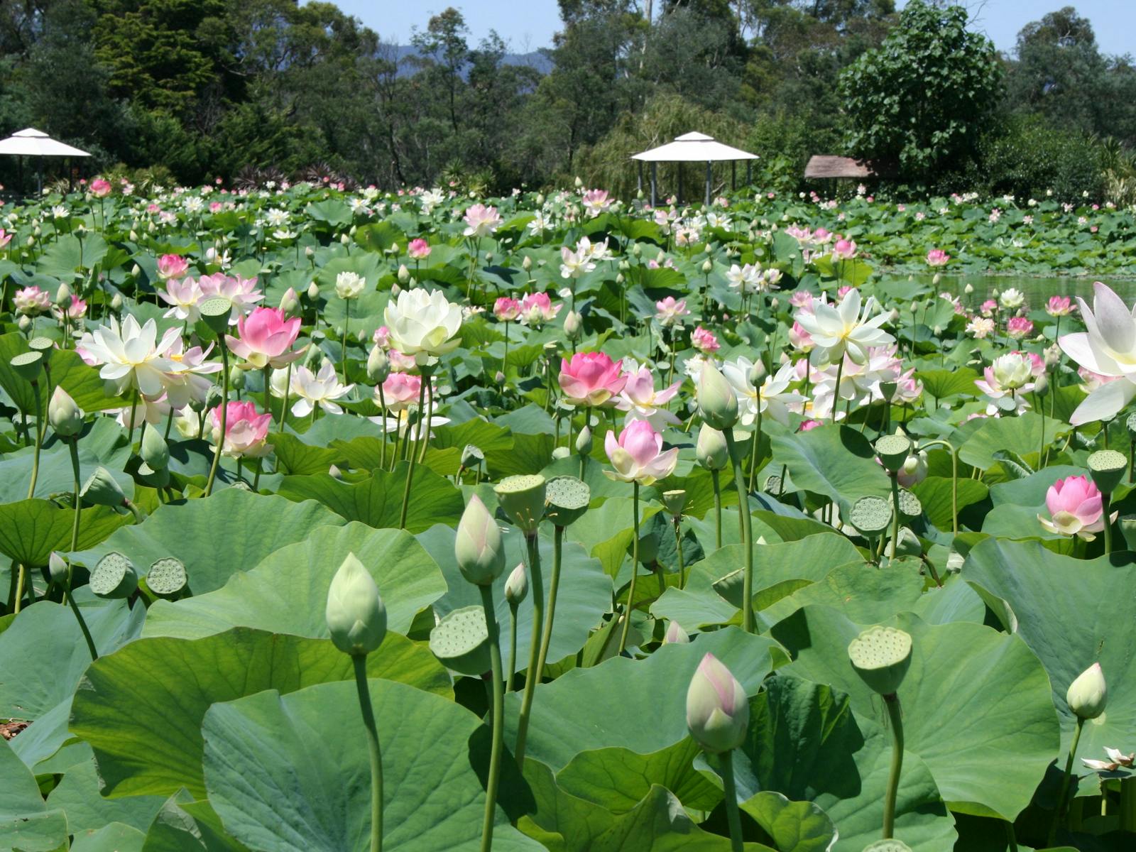 Image for Lotus Flower Season
