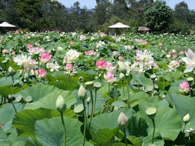 Lotus Flower Season Cover Image