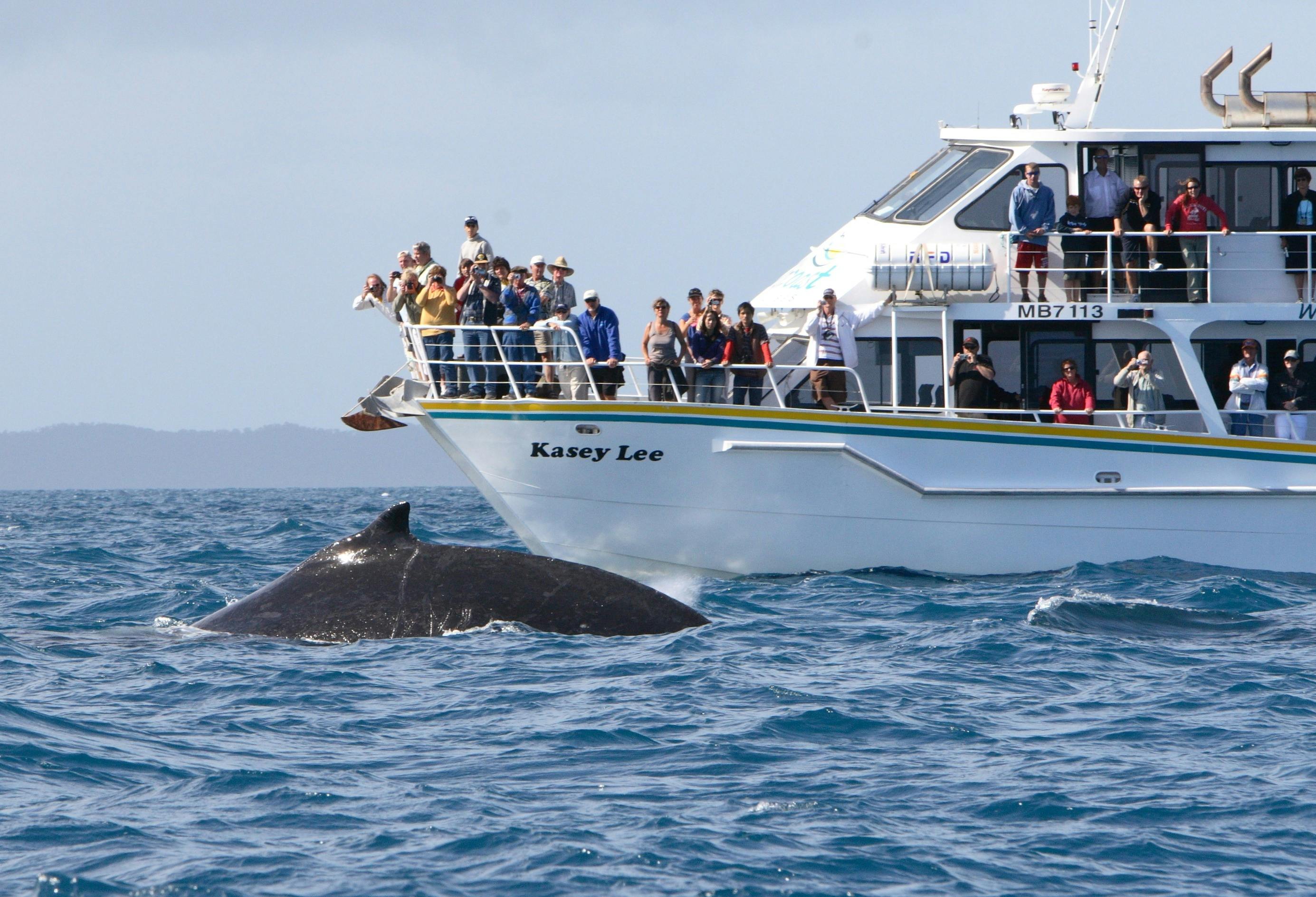 Wildlife Coast Cruises Winter Whale Cruise