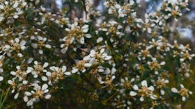 morialta