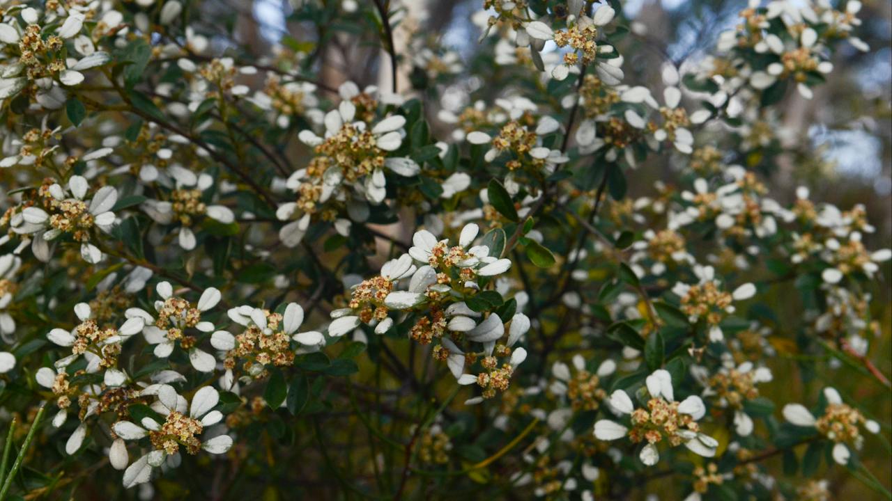Morialta Conservation Park