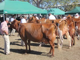 Queensland Dairy Showcase