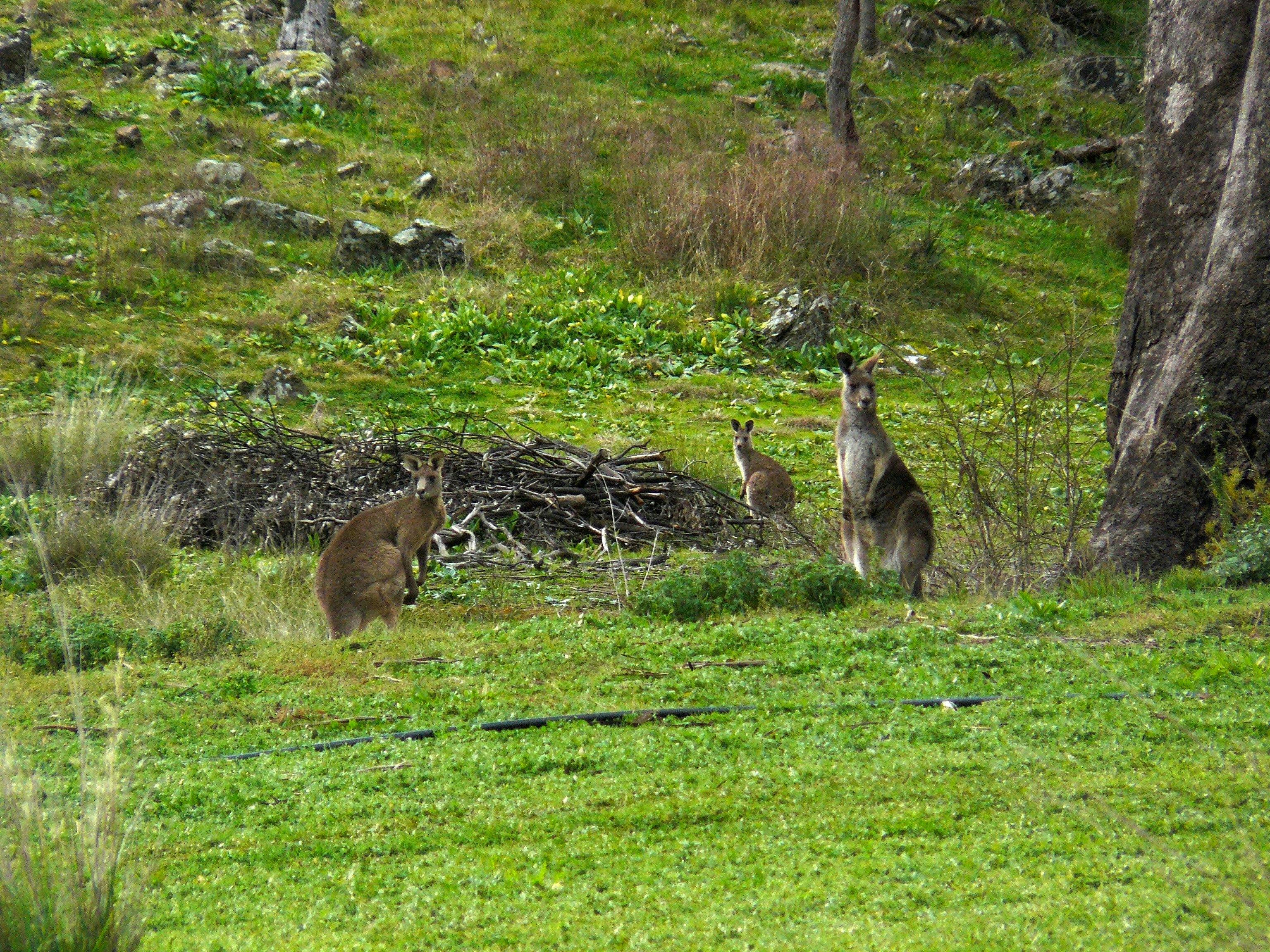 Kangaroos in the bush
