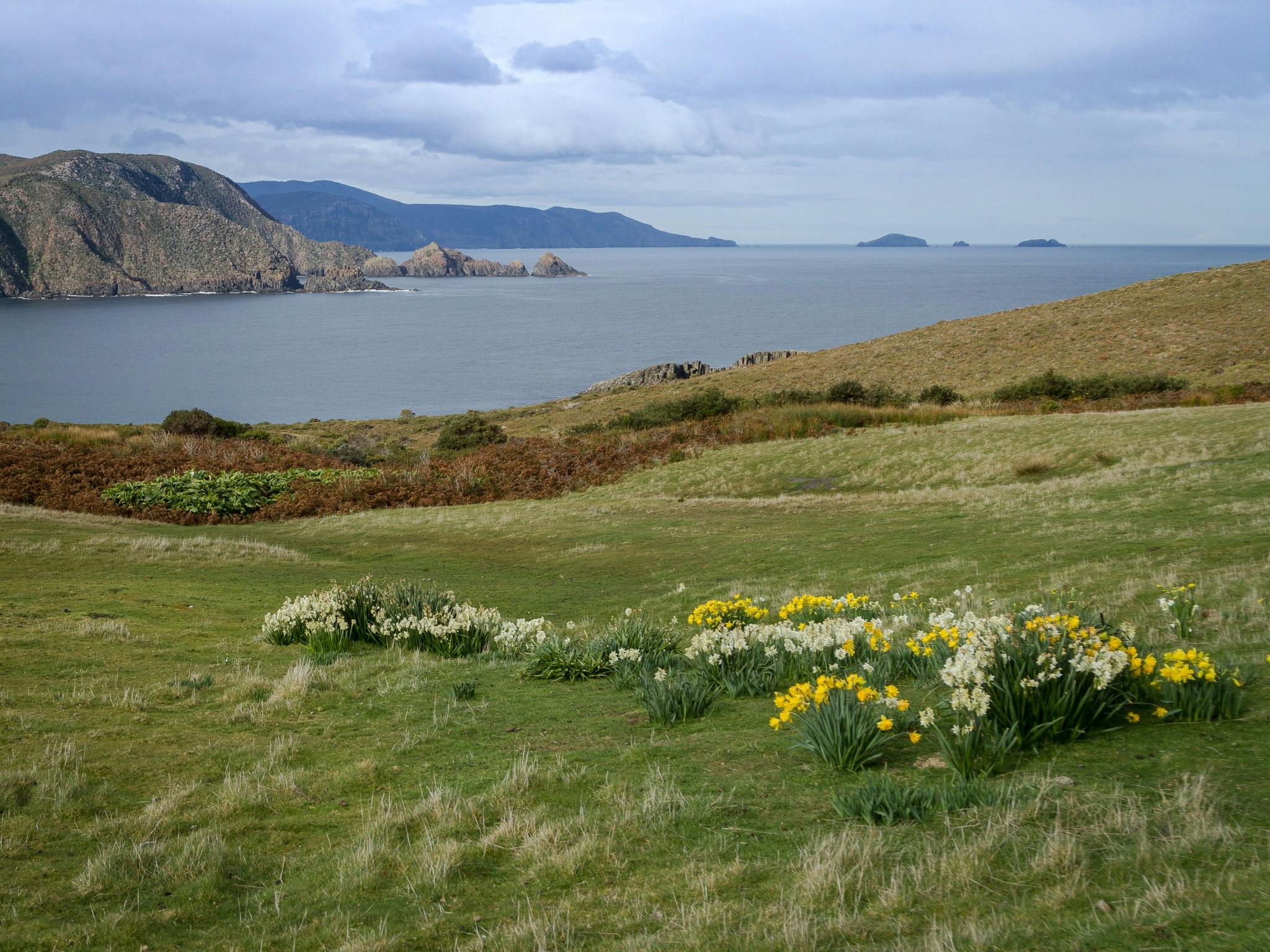 A rolling field overlooking water surrounding mountains and cliffs at Cape Bruny Island