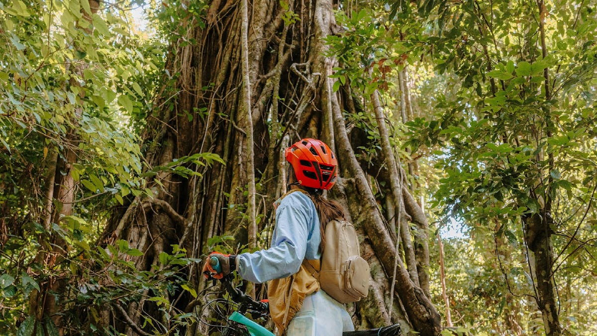 Person on bicycle stopped on the track in forest area looking up at a huge tree