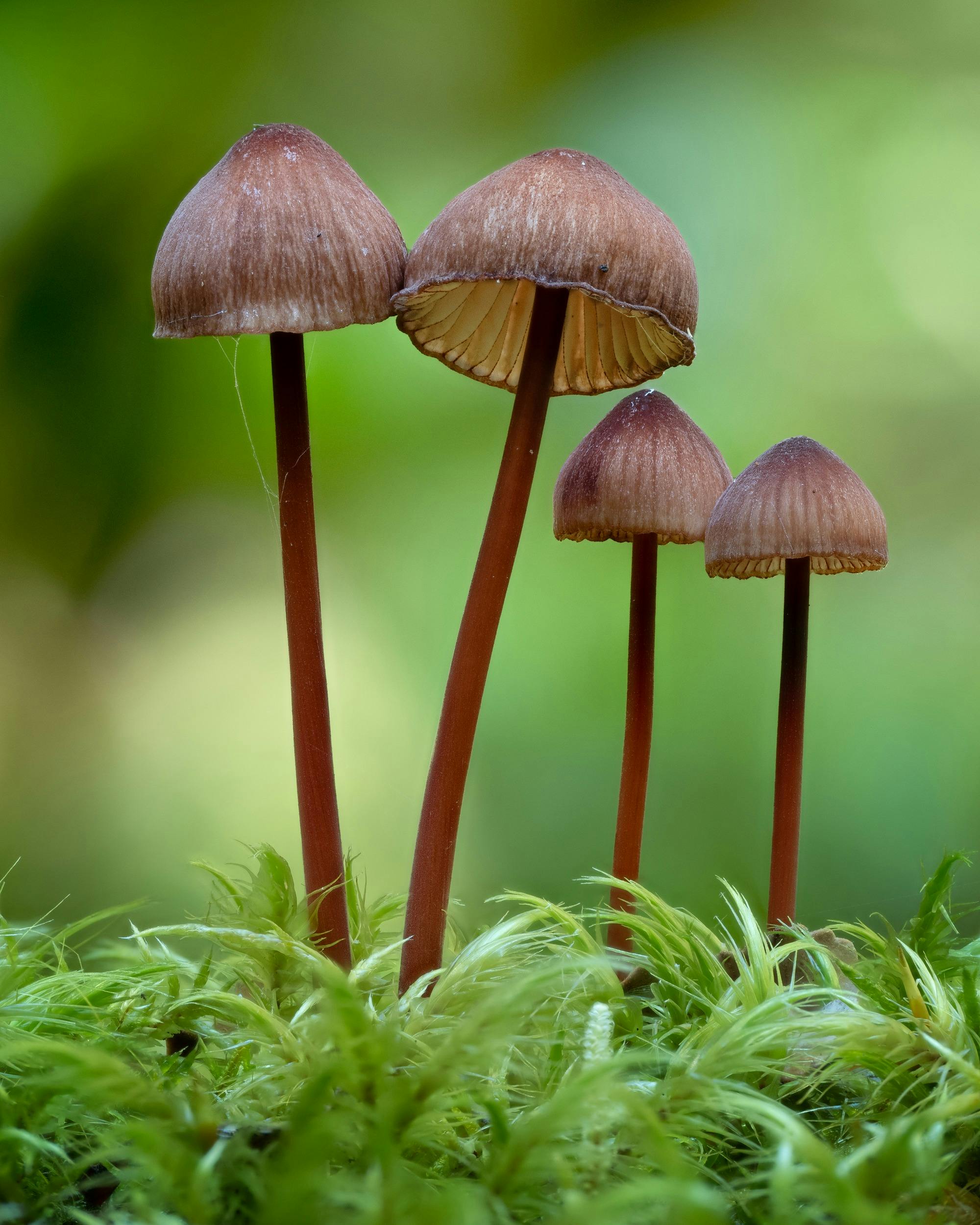 Fungi in the forest