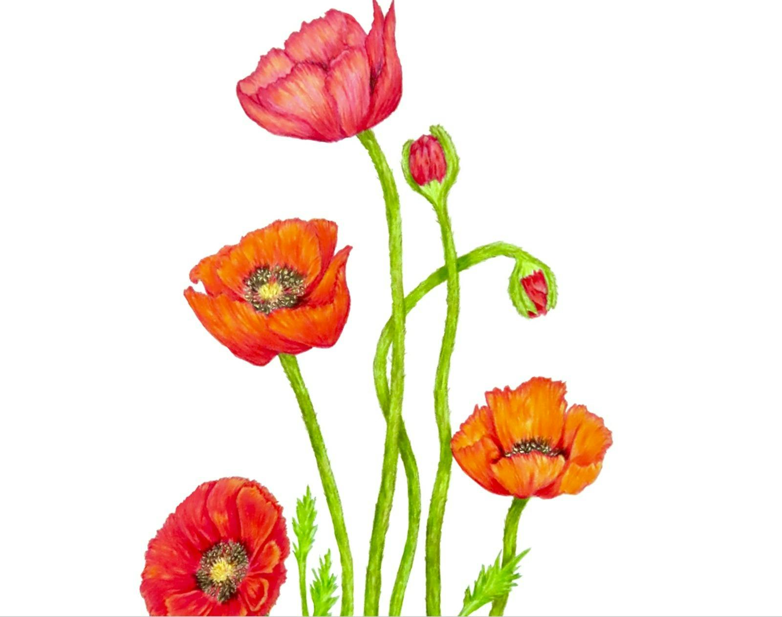 Drawing of long stemmed poppies