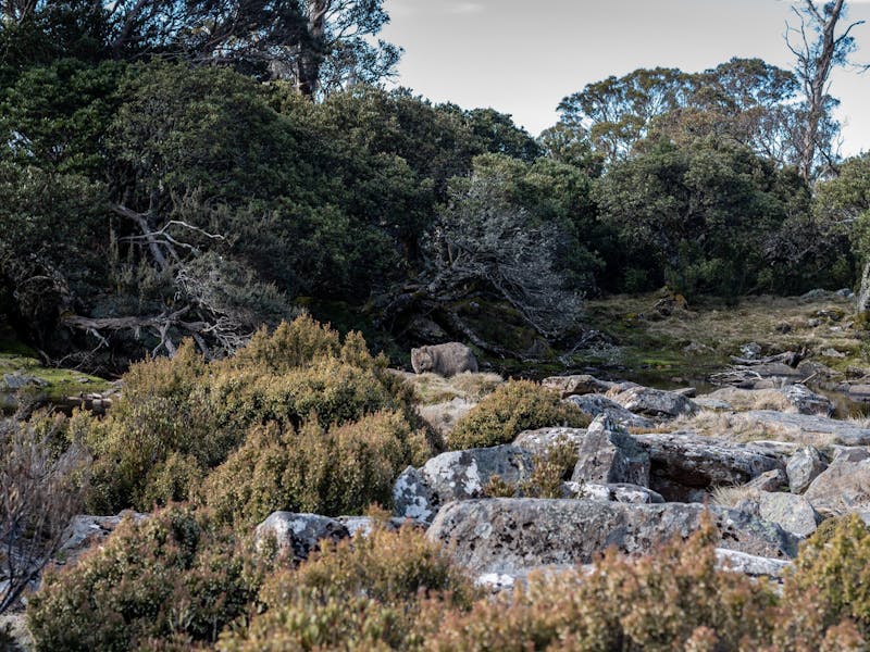 Ben Lomond Camping