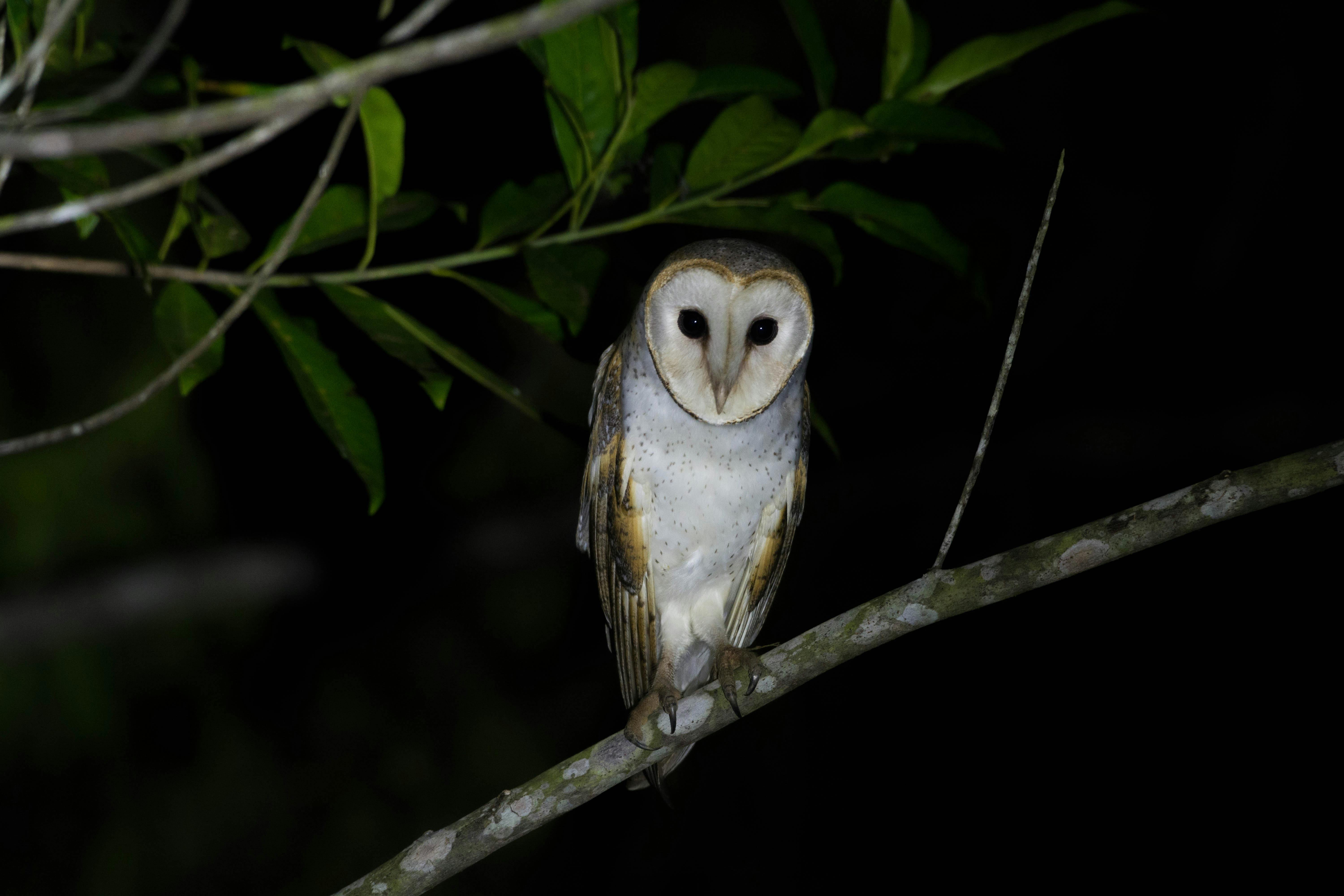 Barn Owl