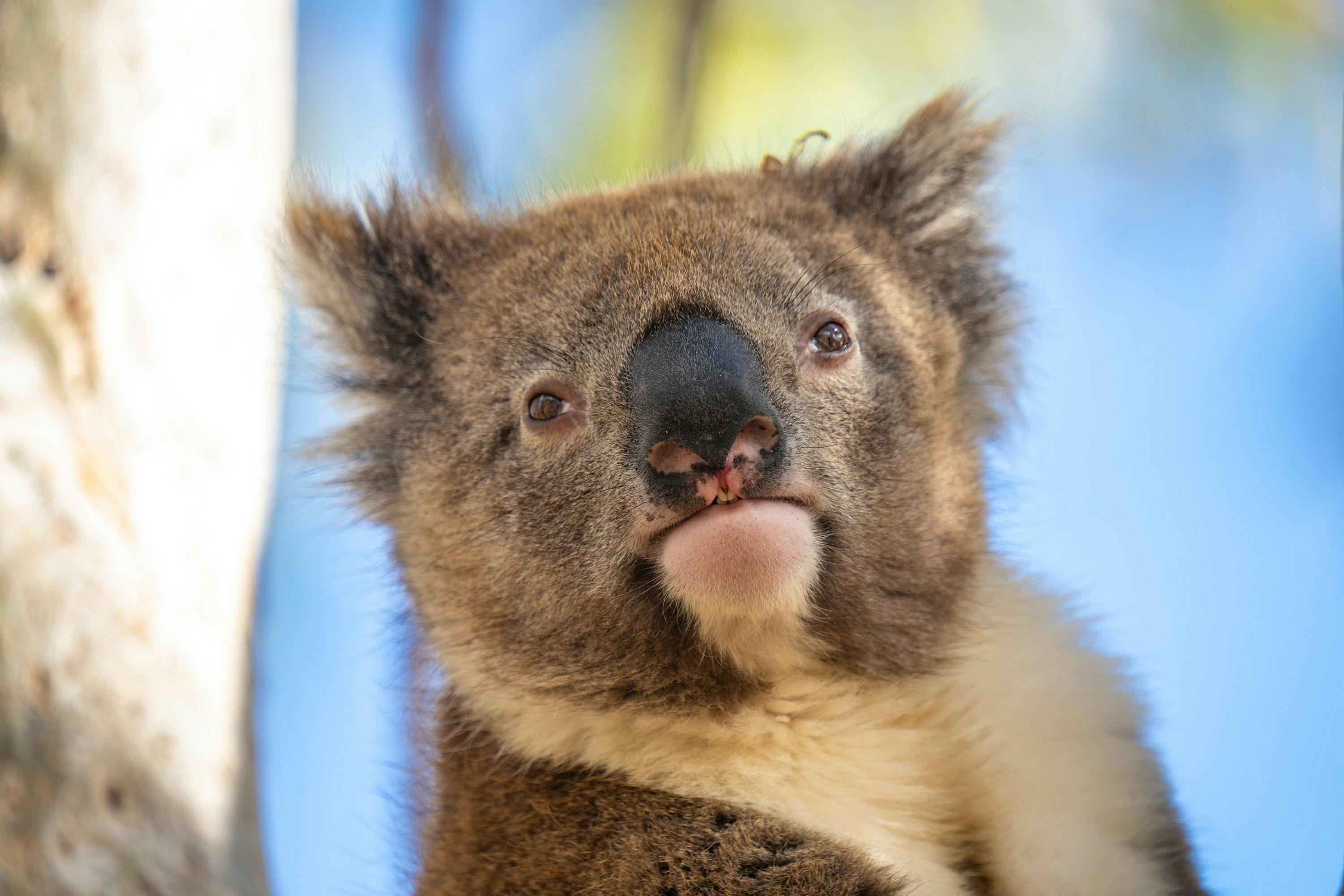 Port Lincoln Mikkira Station Wild Koala Safari Tour