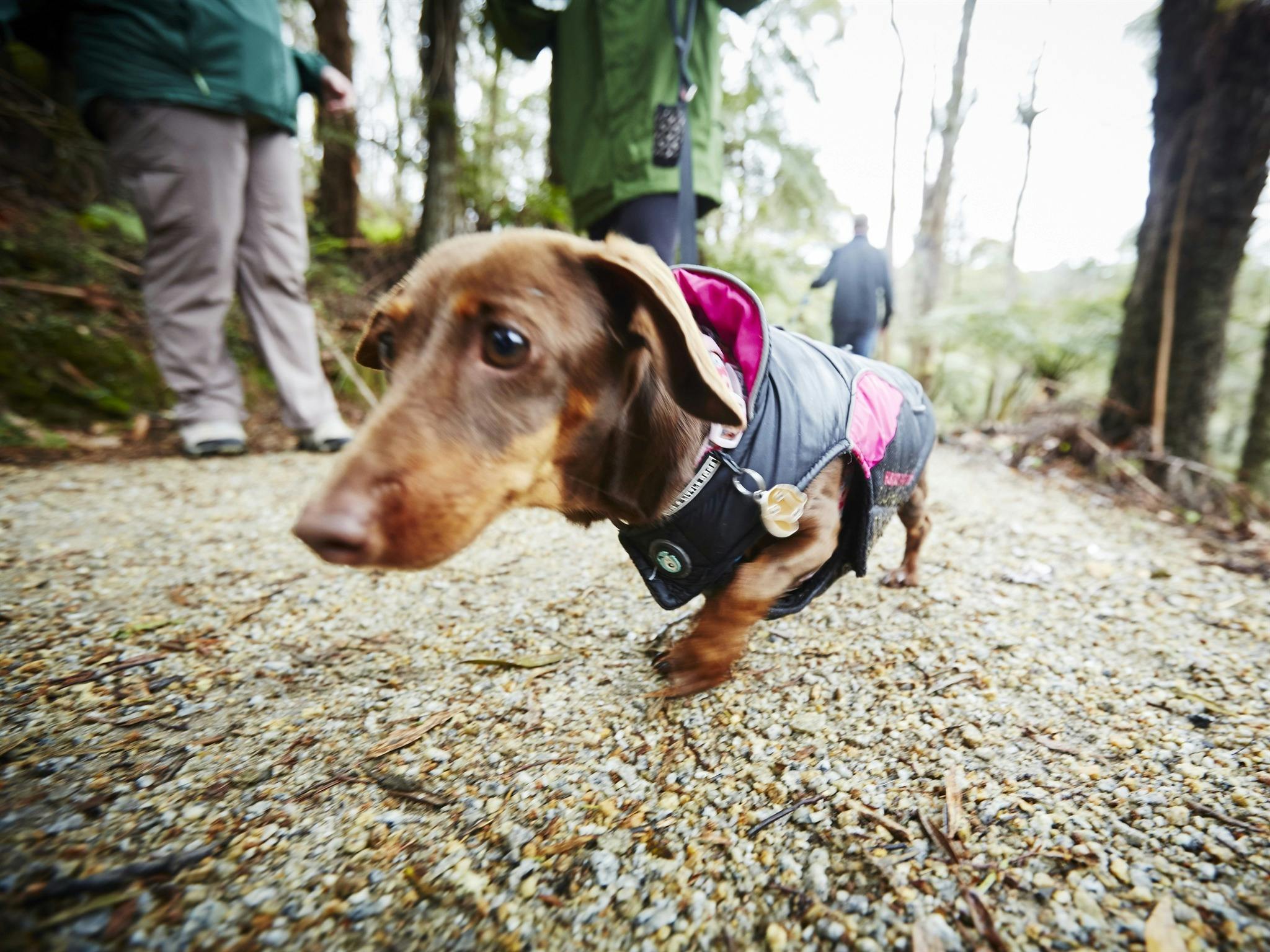 Doggo Gumboots and Gin Tour