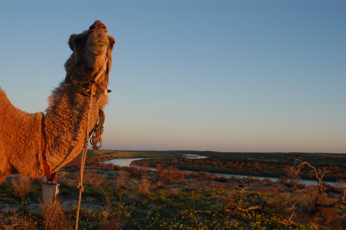 AUSTRALIAN DESERT EXPEDITIONS