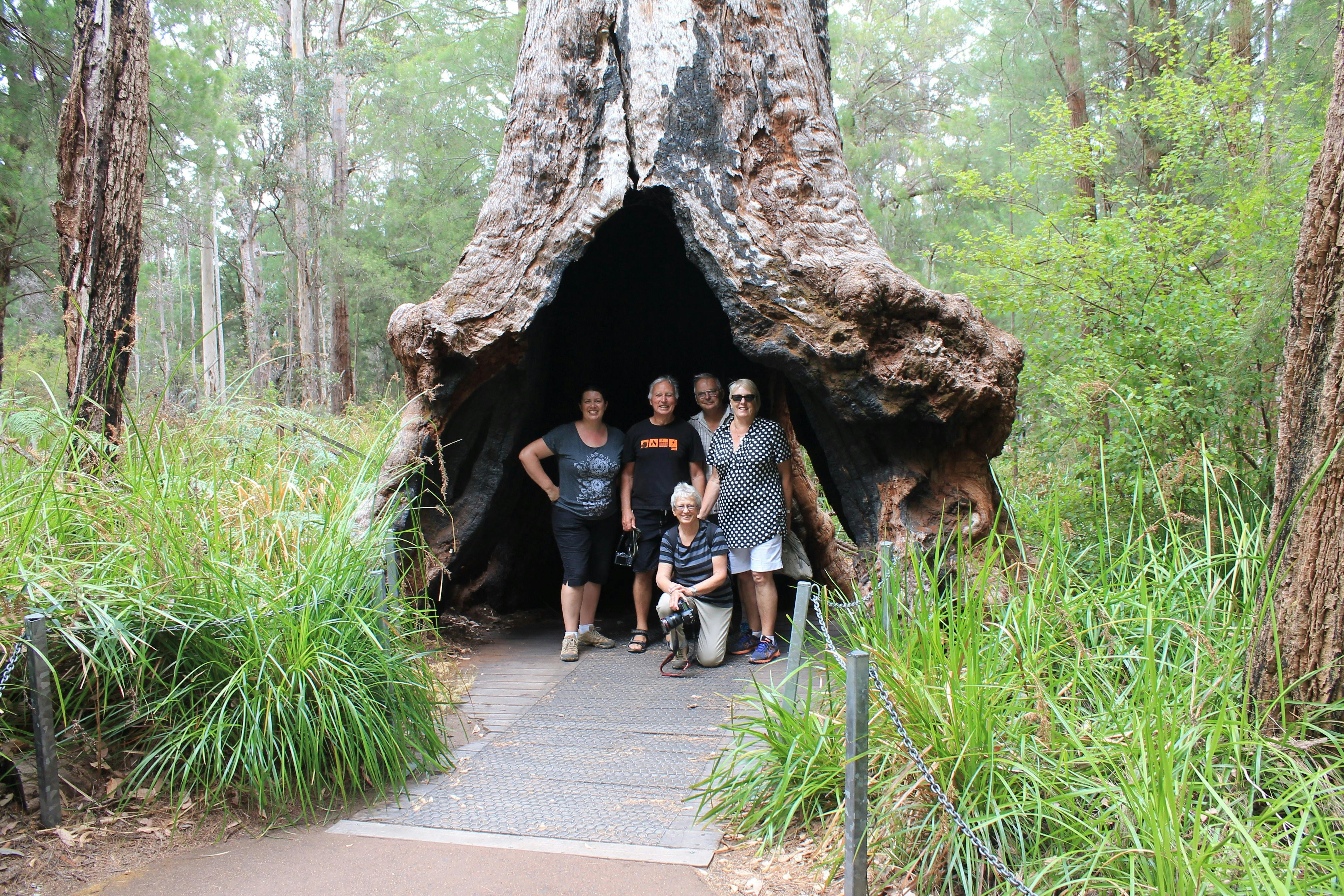 Giant tingle tree