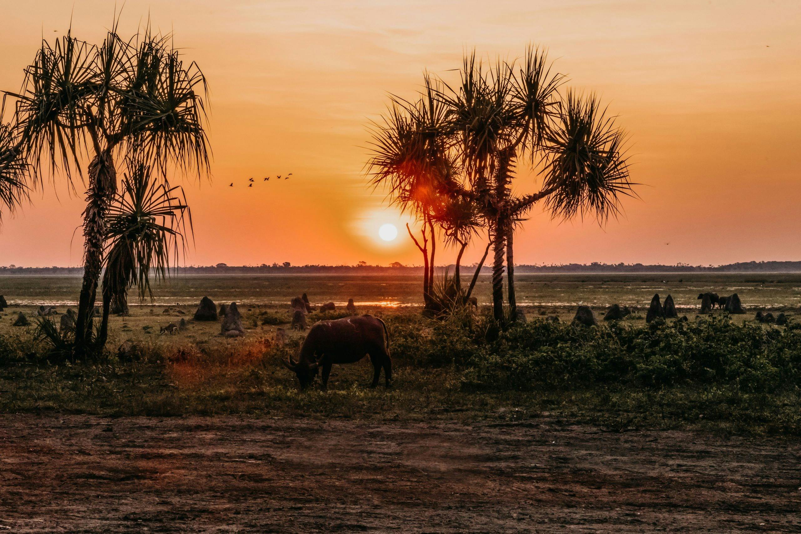 Barramu Plains Sunset