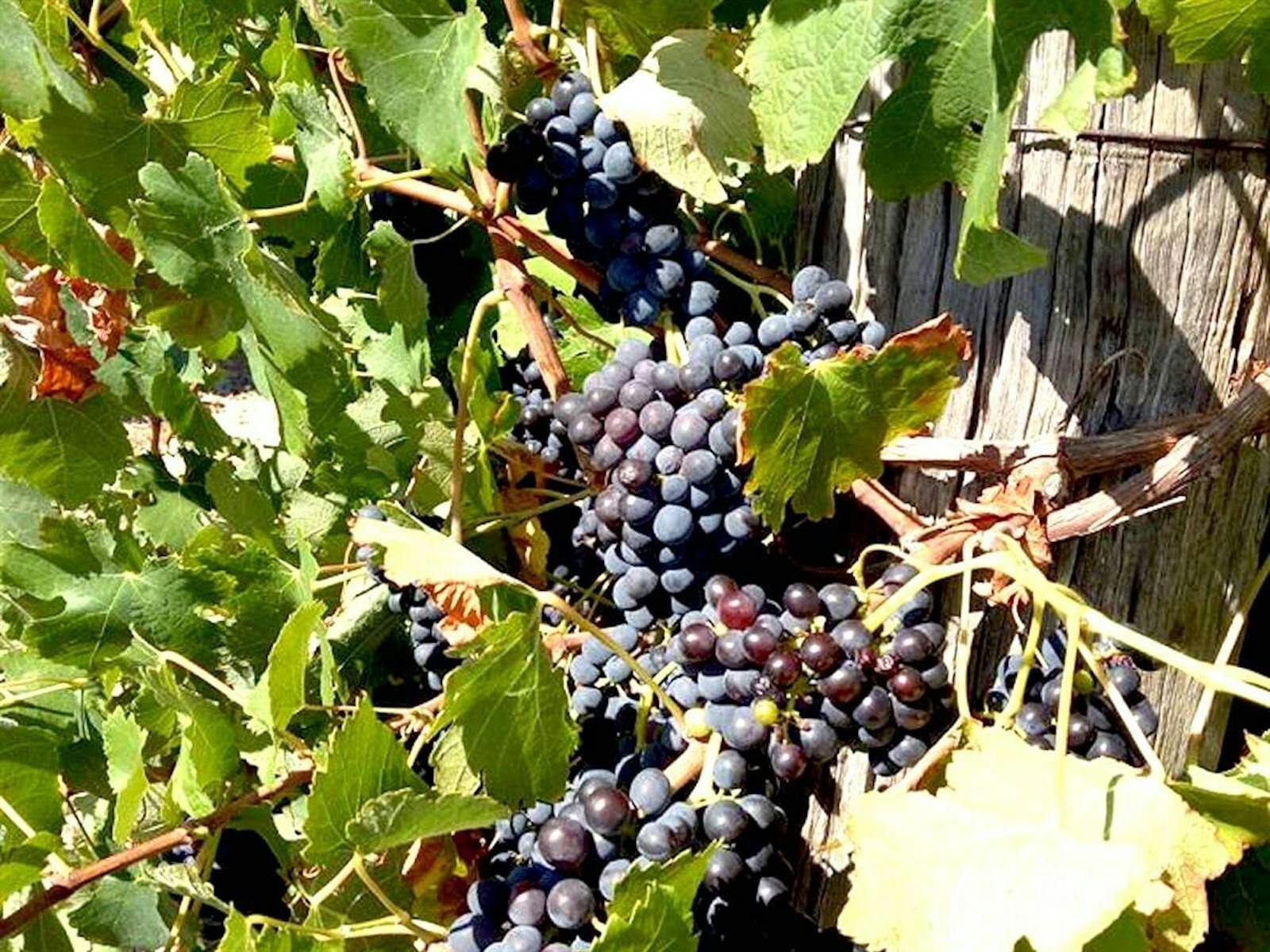 Vino Italia