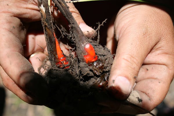 Holiday Bush Tucker and Medicine Tour