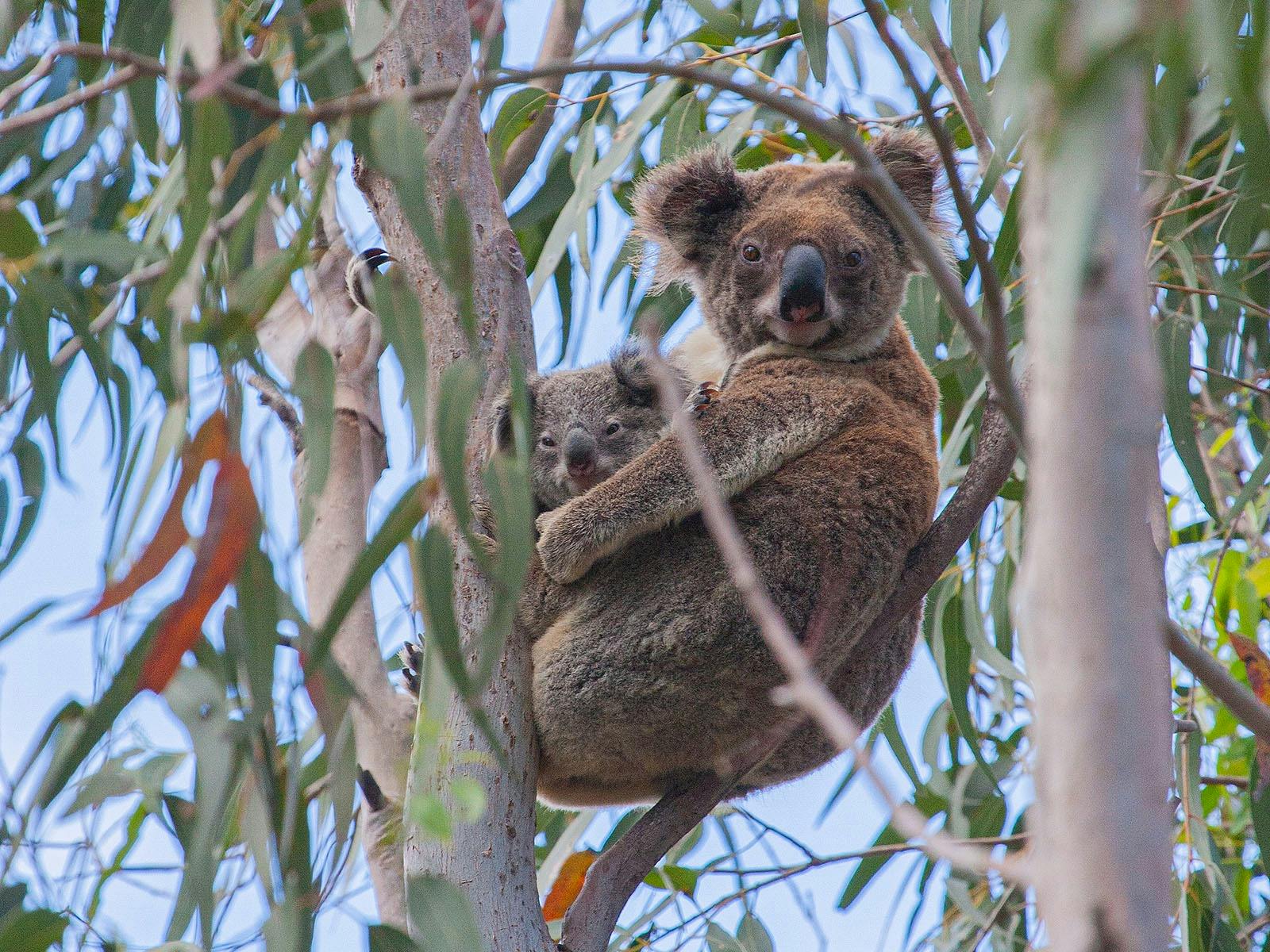 Koala mum with little bub at Amity Point