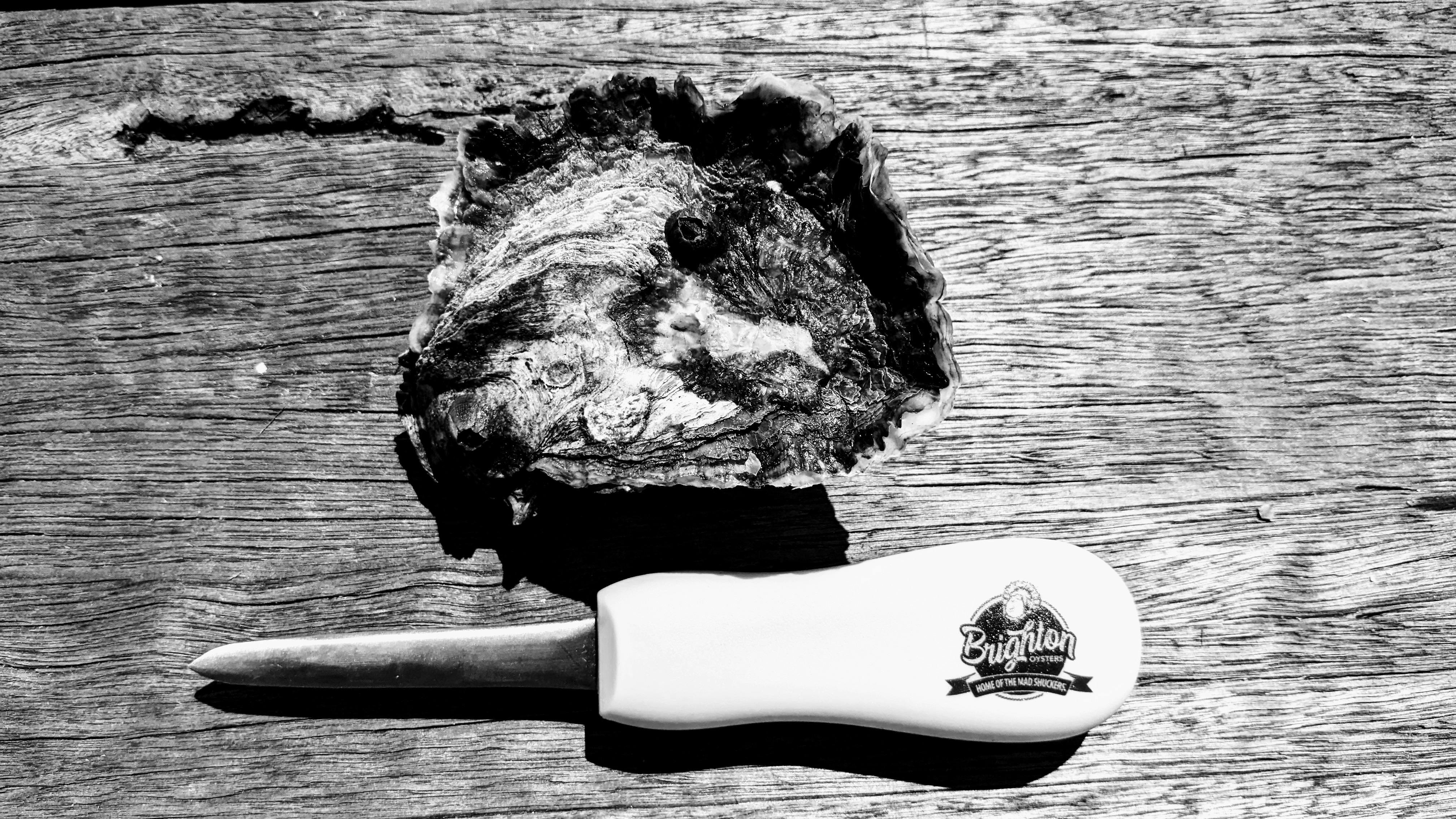Brighton Oysters
