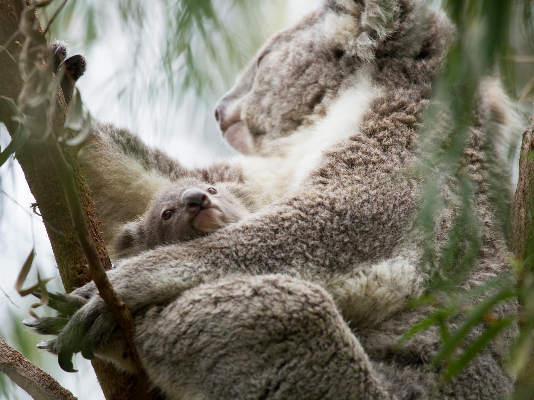 Perth Zoo, South Perth, Western Australia