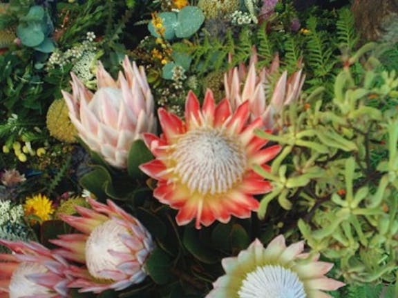 Doeven Native Cut Flowers