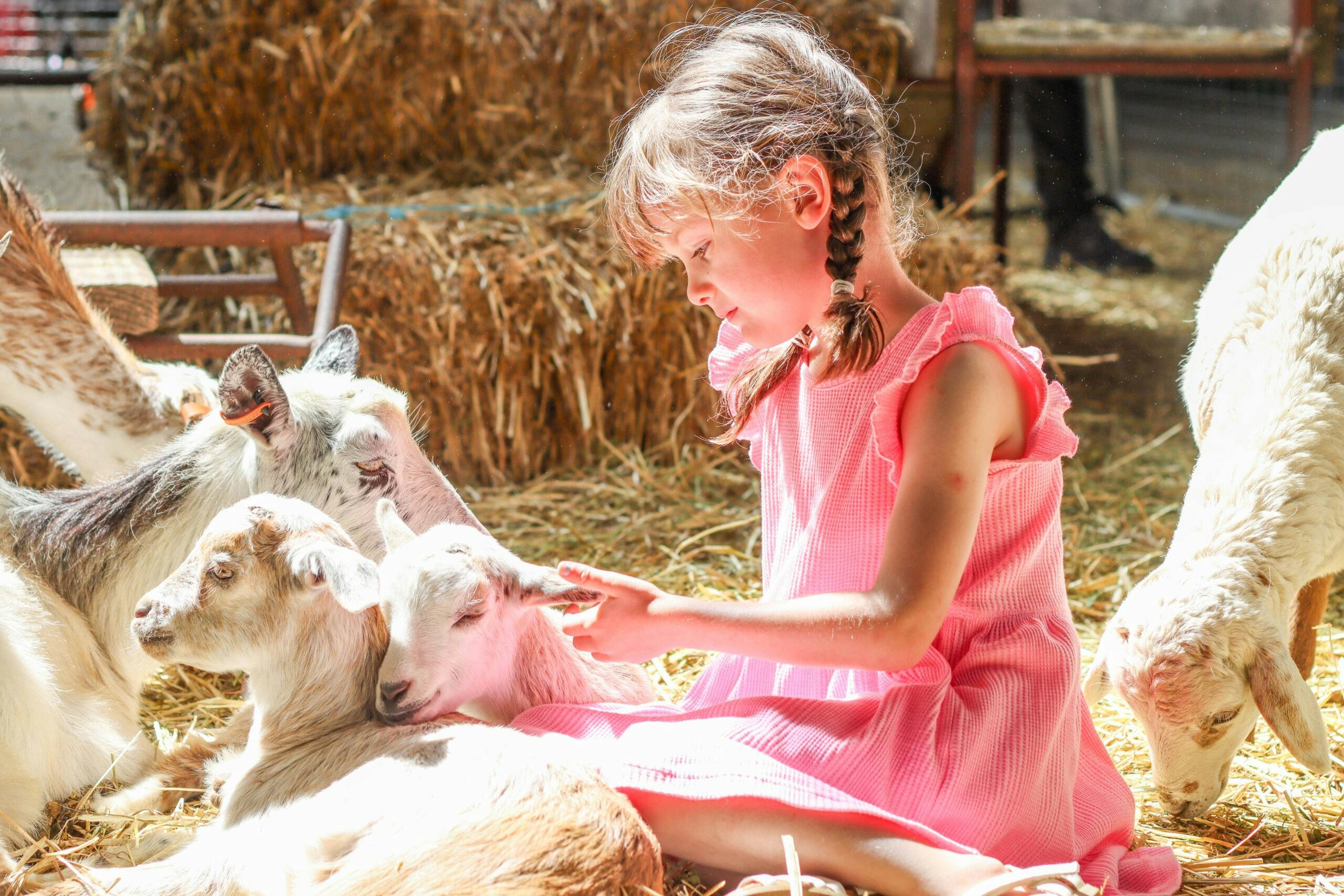 Petting lambs at Ballarat Show