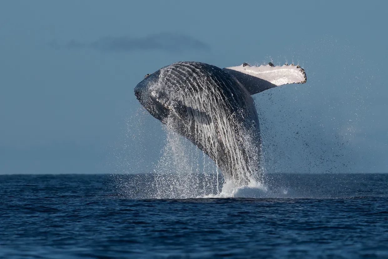 Mooloolaba Whale Watching Experience