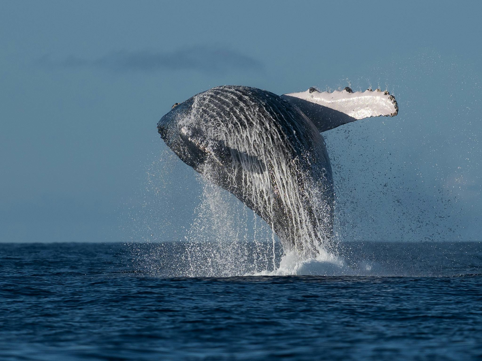 Coastal Express Mooloolaba Whale Watching Experience Coastal Express Mooloolaba Whale Watching Experience