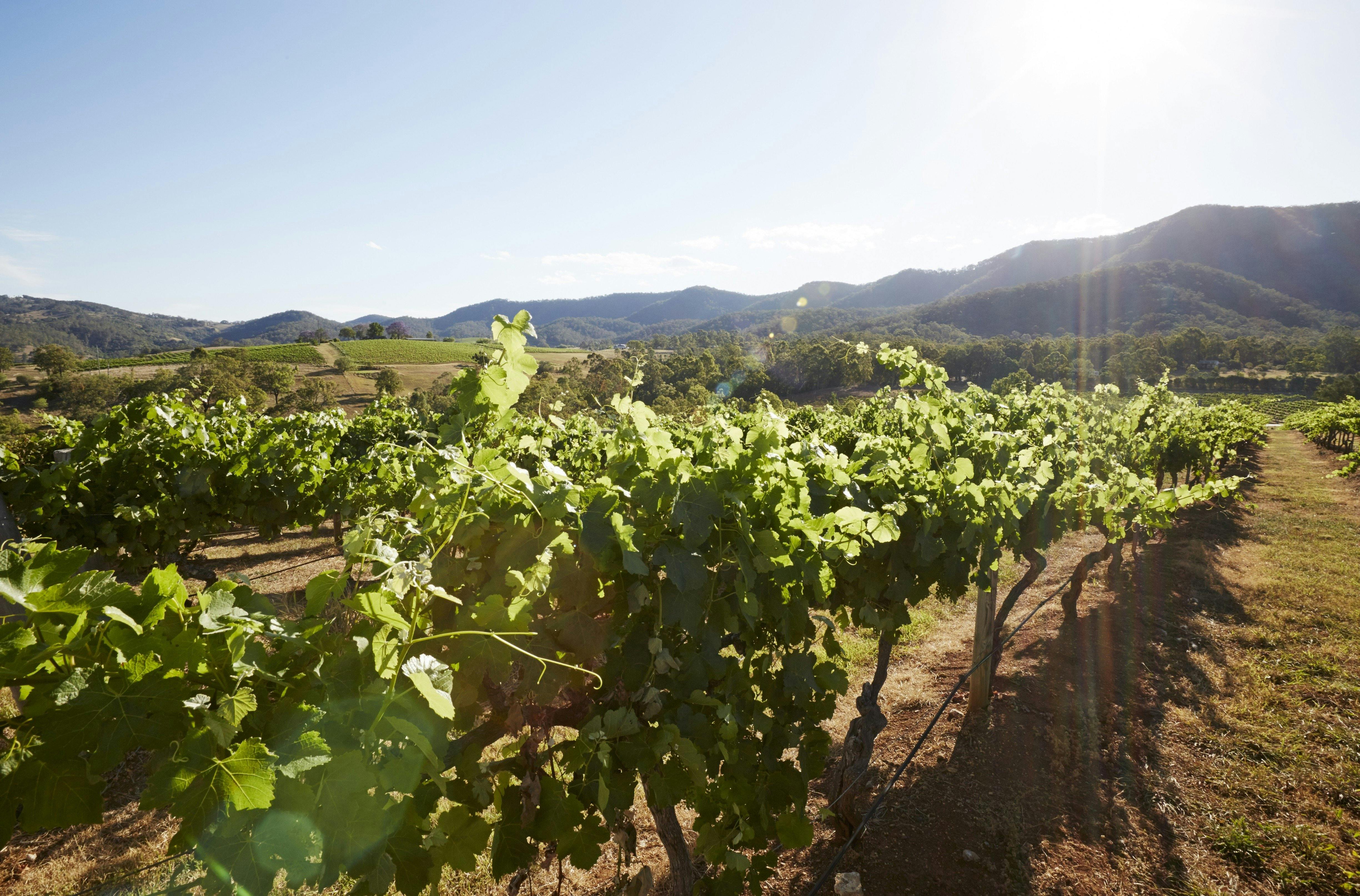 Hunter Valley Wine Tour