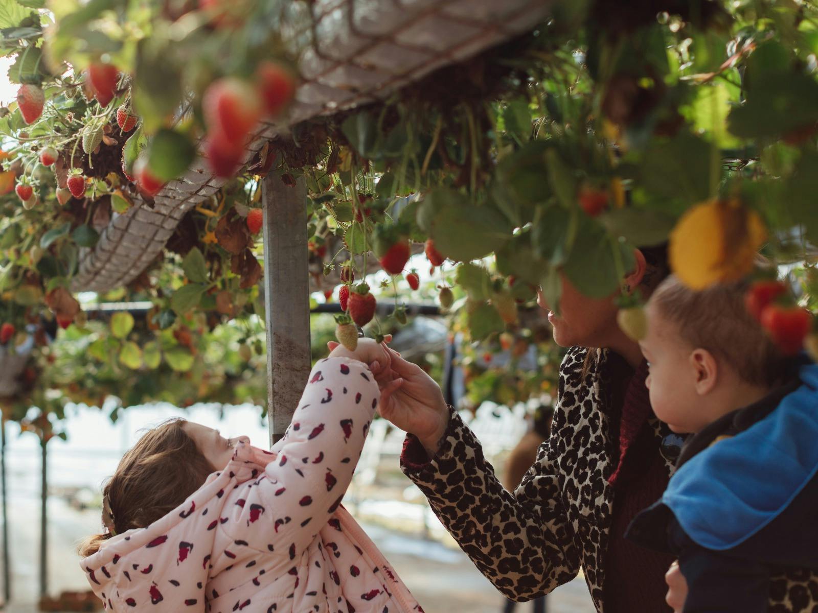 ベリーリシャスイチゴ