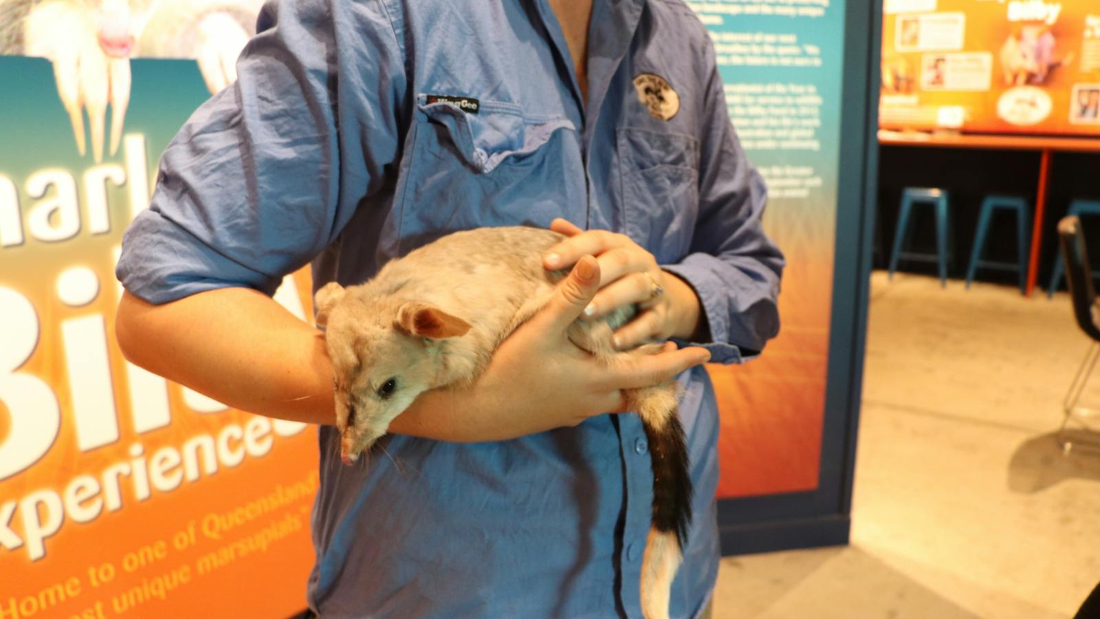 Charleville Bilby