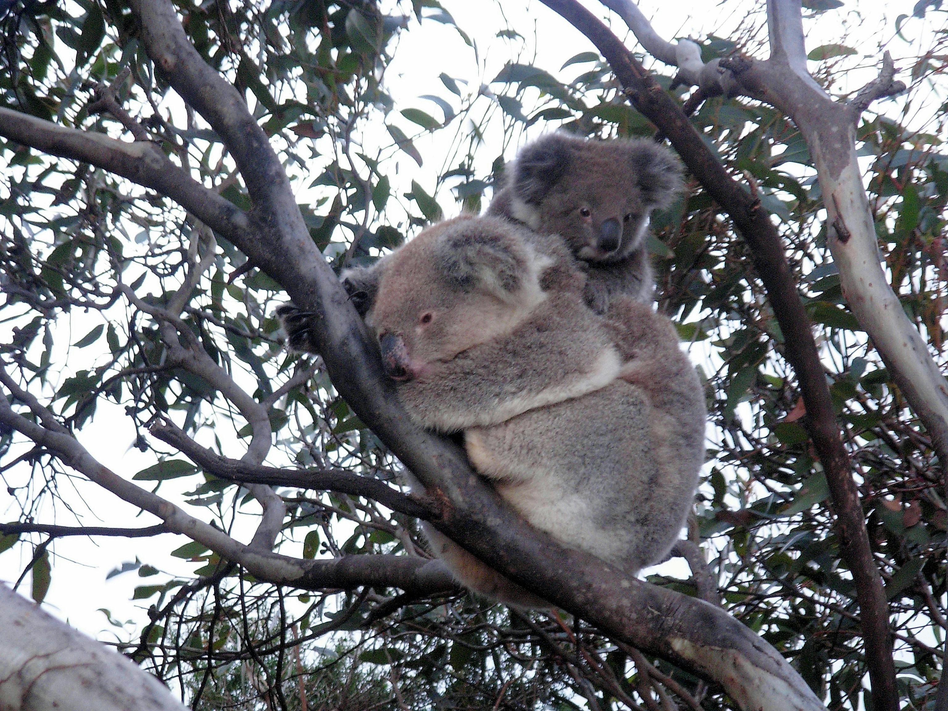 Koala with young outside Bedroom 1