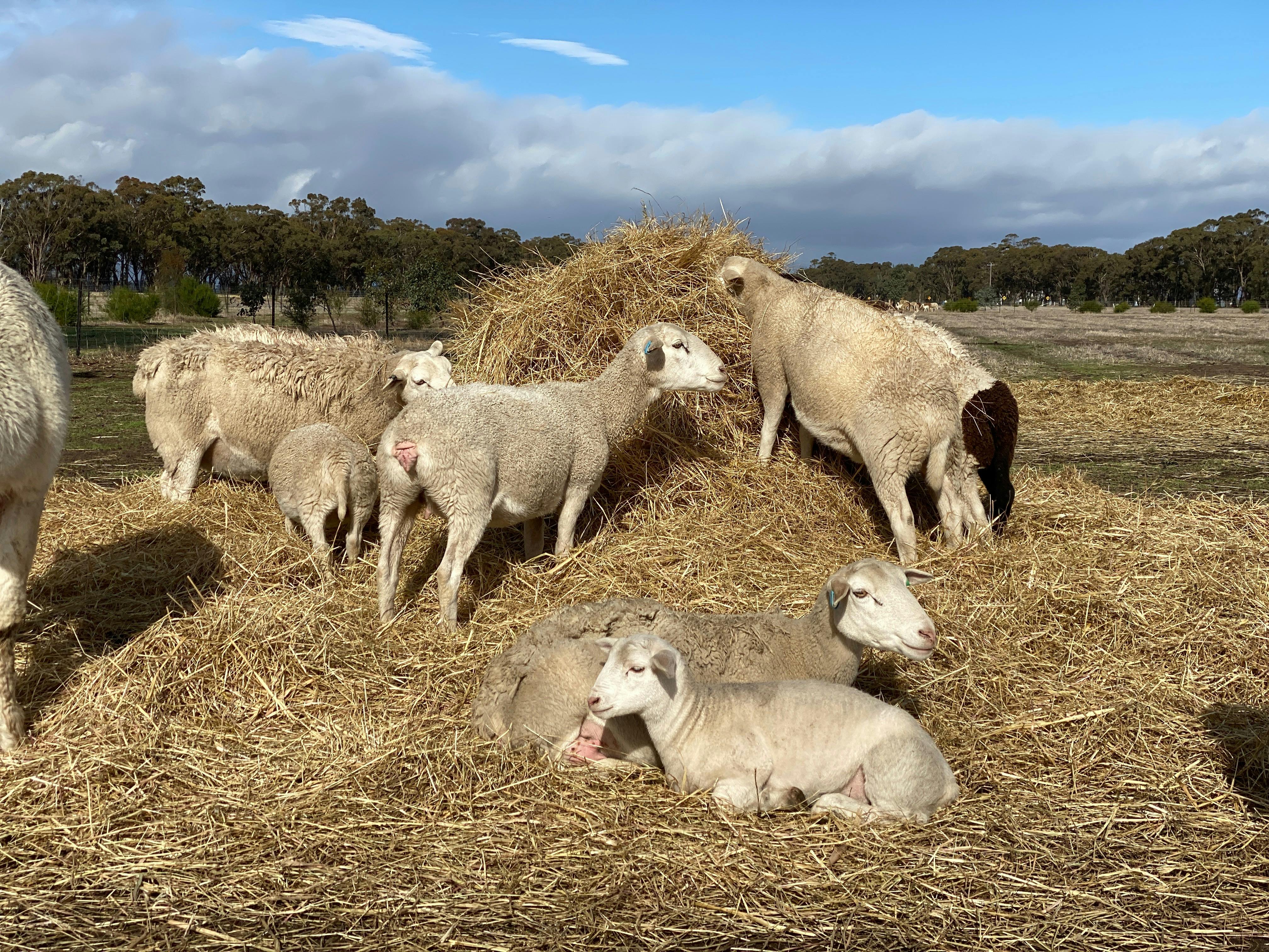 Rosehaven Farms