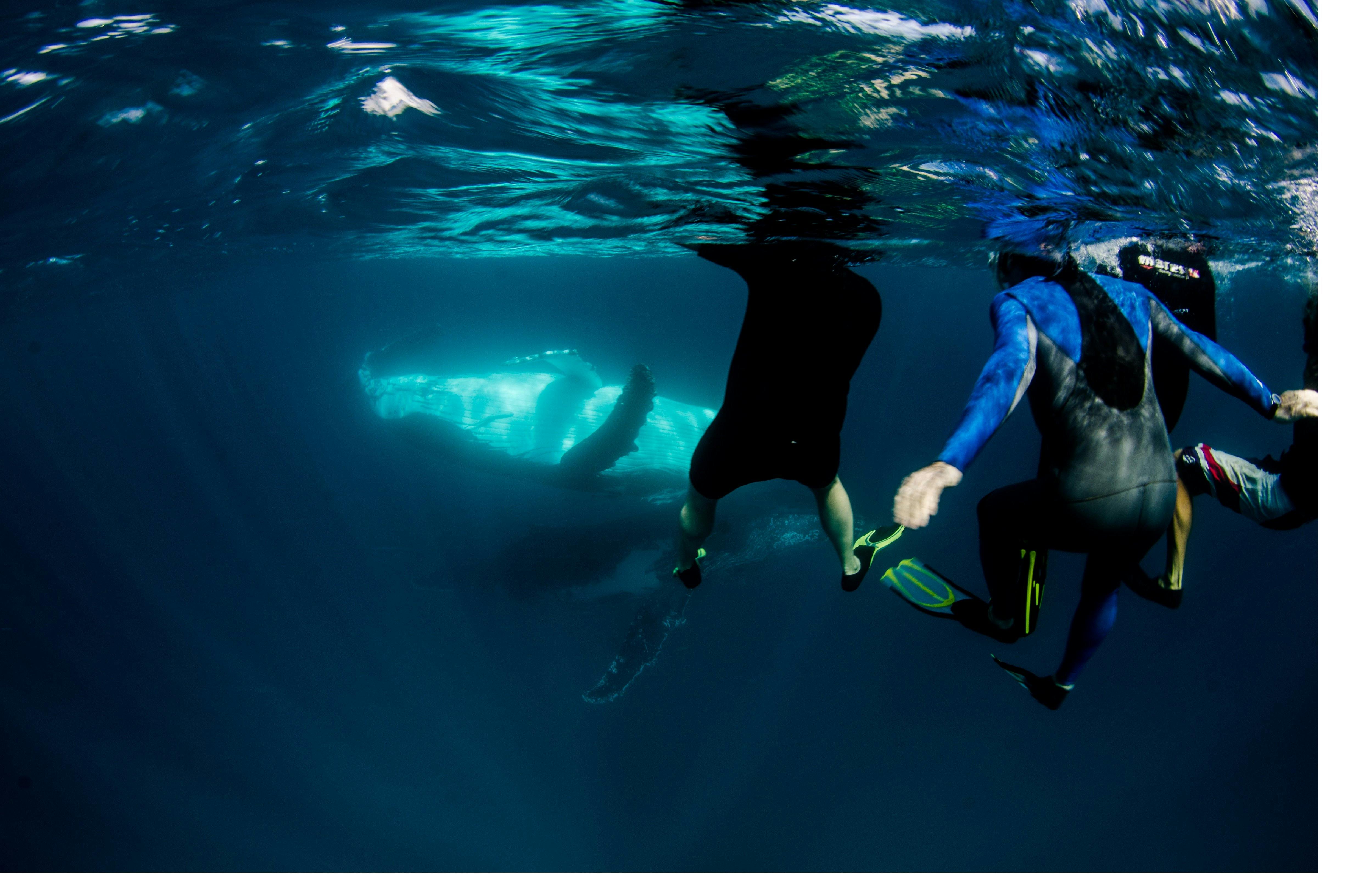 Exmouth Dive and Whalesharks Ningaloo, Exmouth, Western Australia