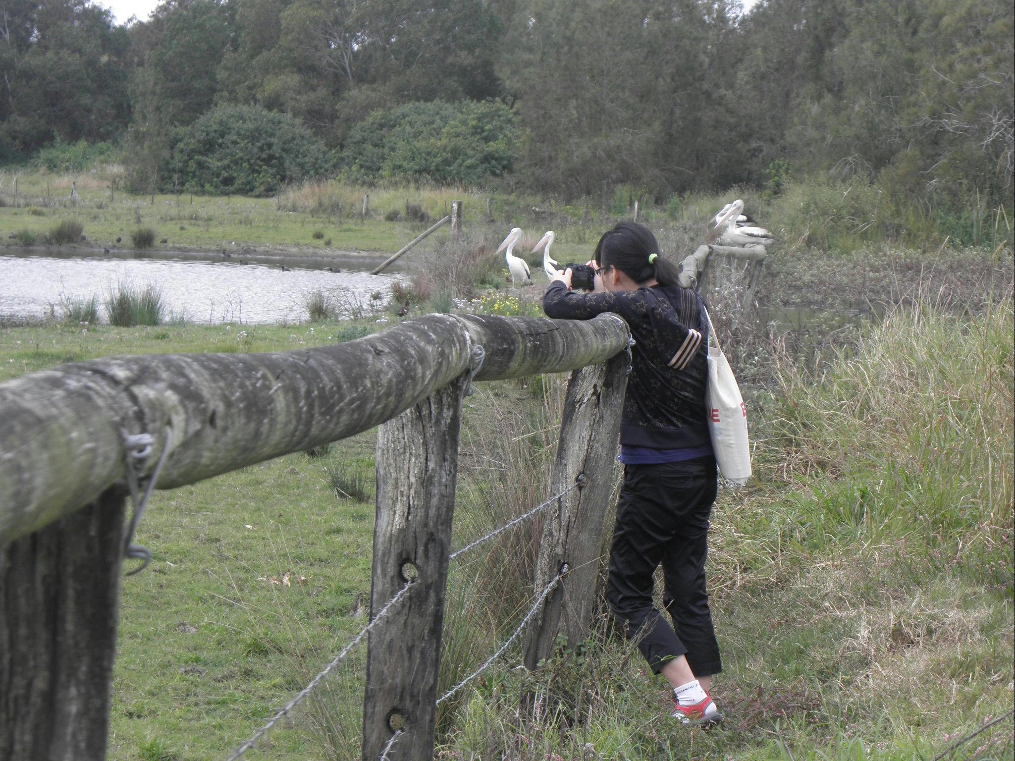 Photographing pelicans at Eagleby Wetlands