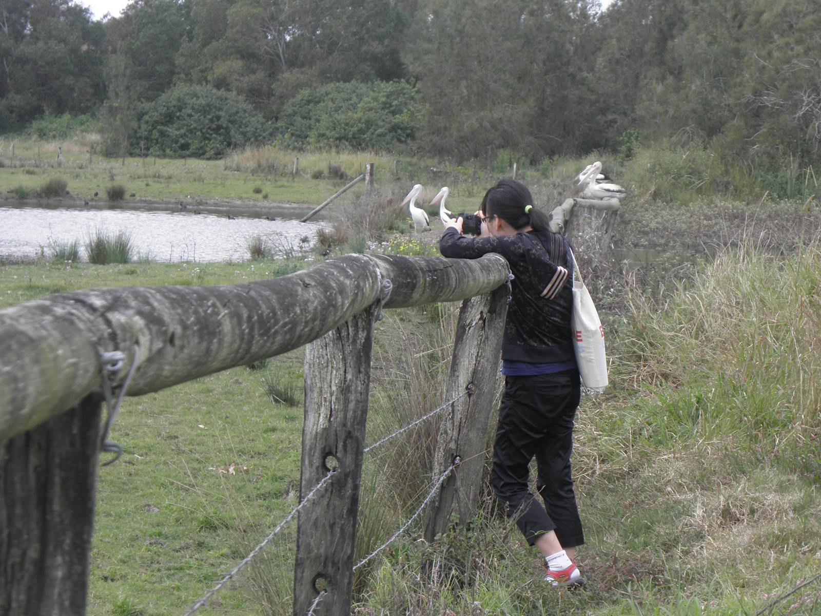Pelicans at Eagleby
