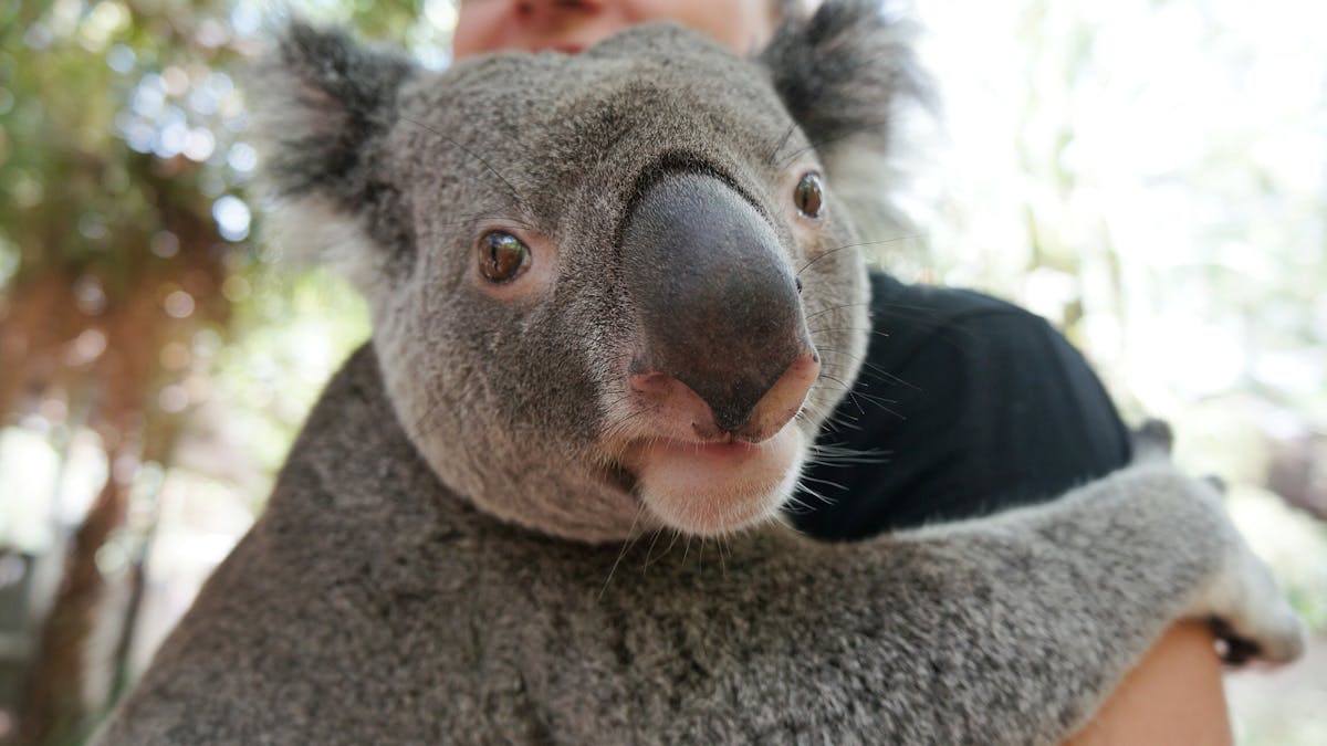 Koala