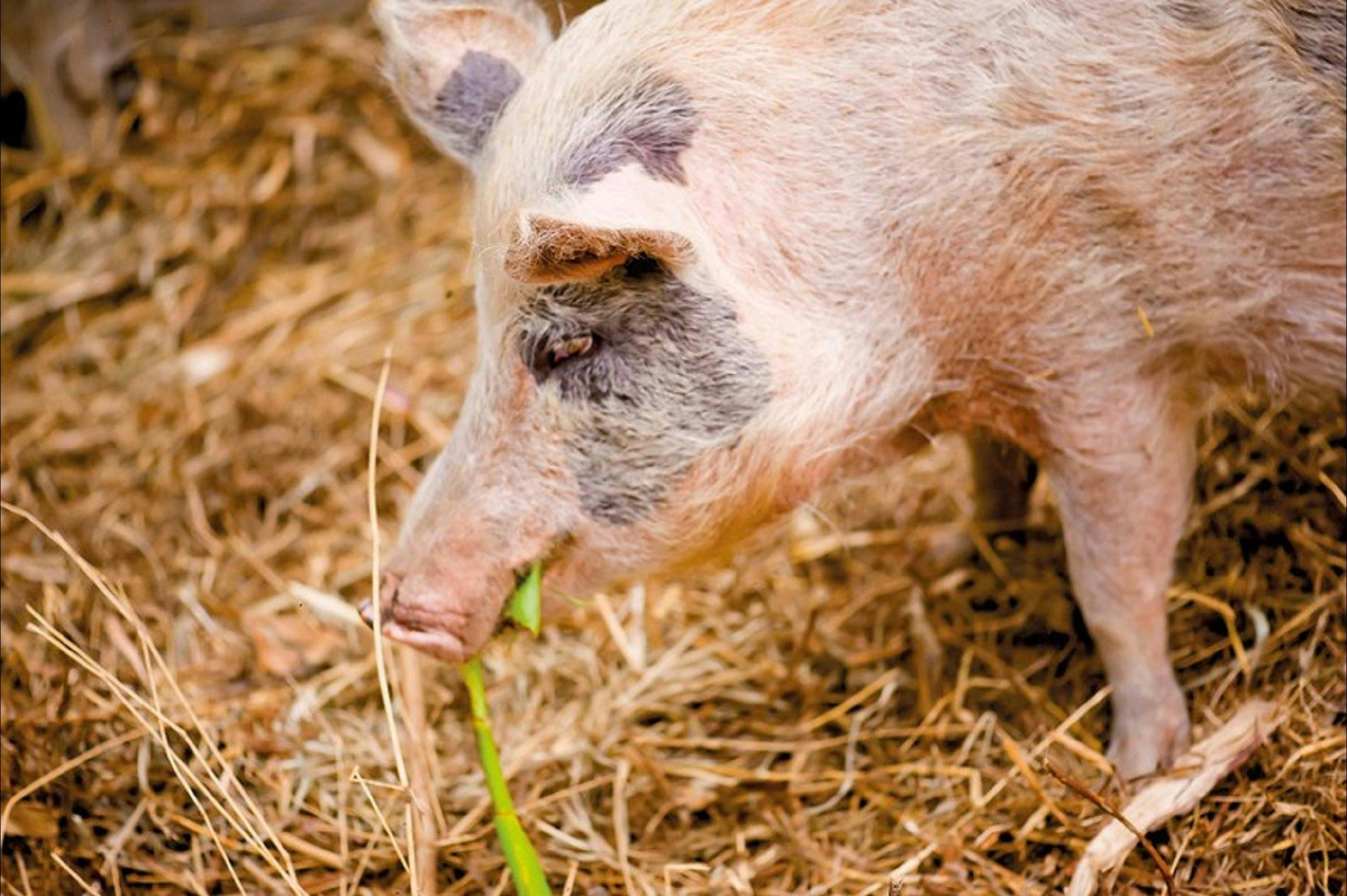 Djanbung Permaculture Gardens
