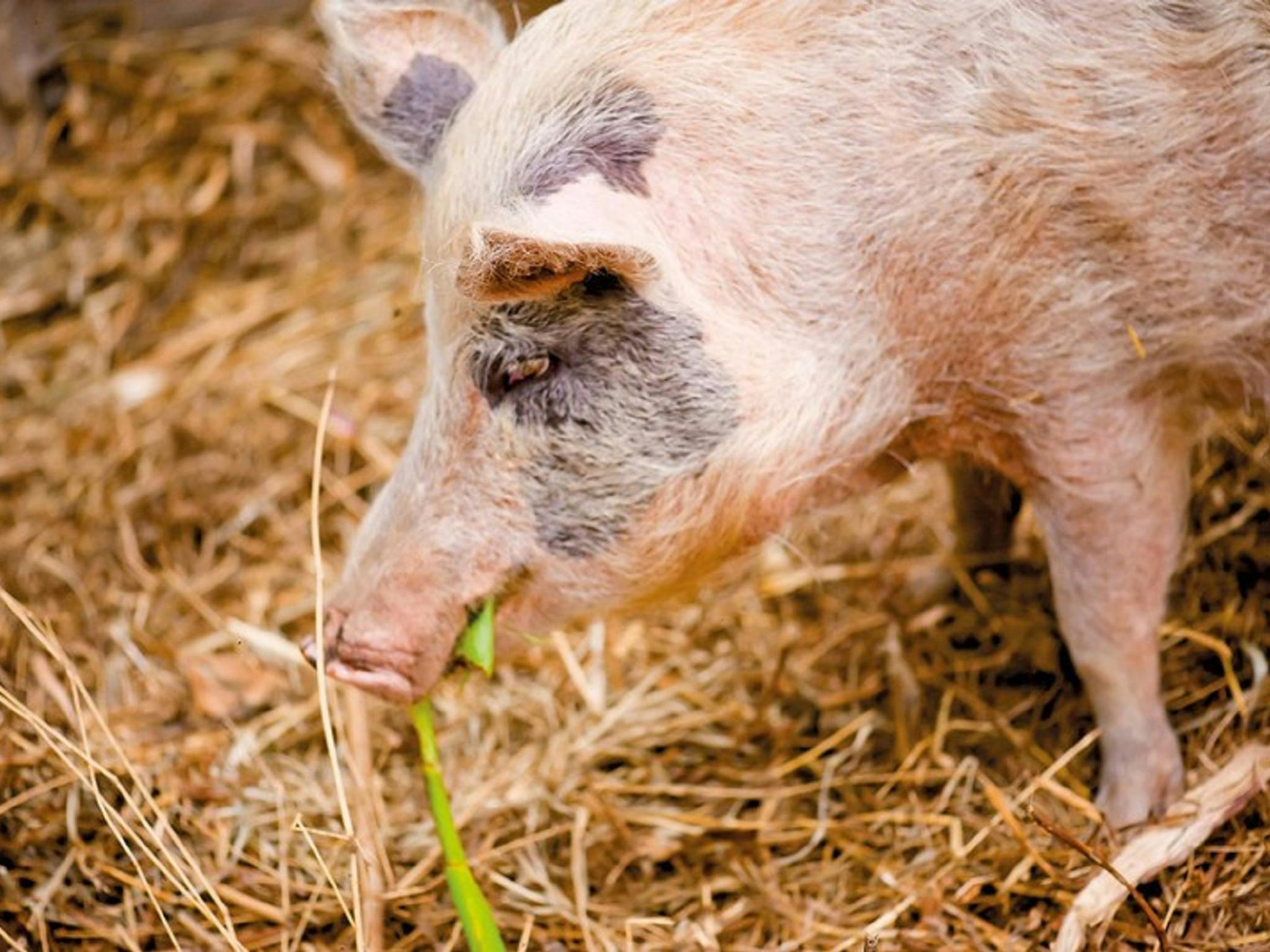 Djanbung Permaculture Gardens
