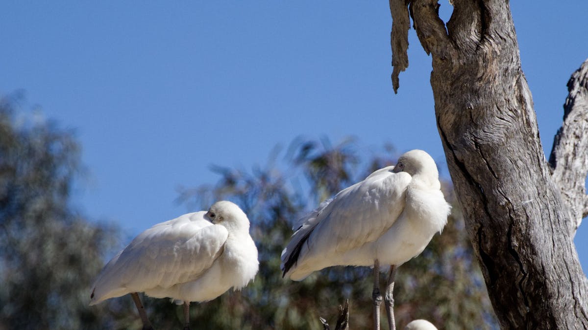 Birds
