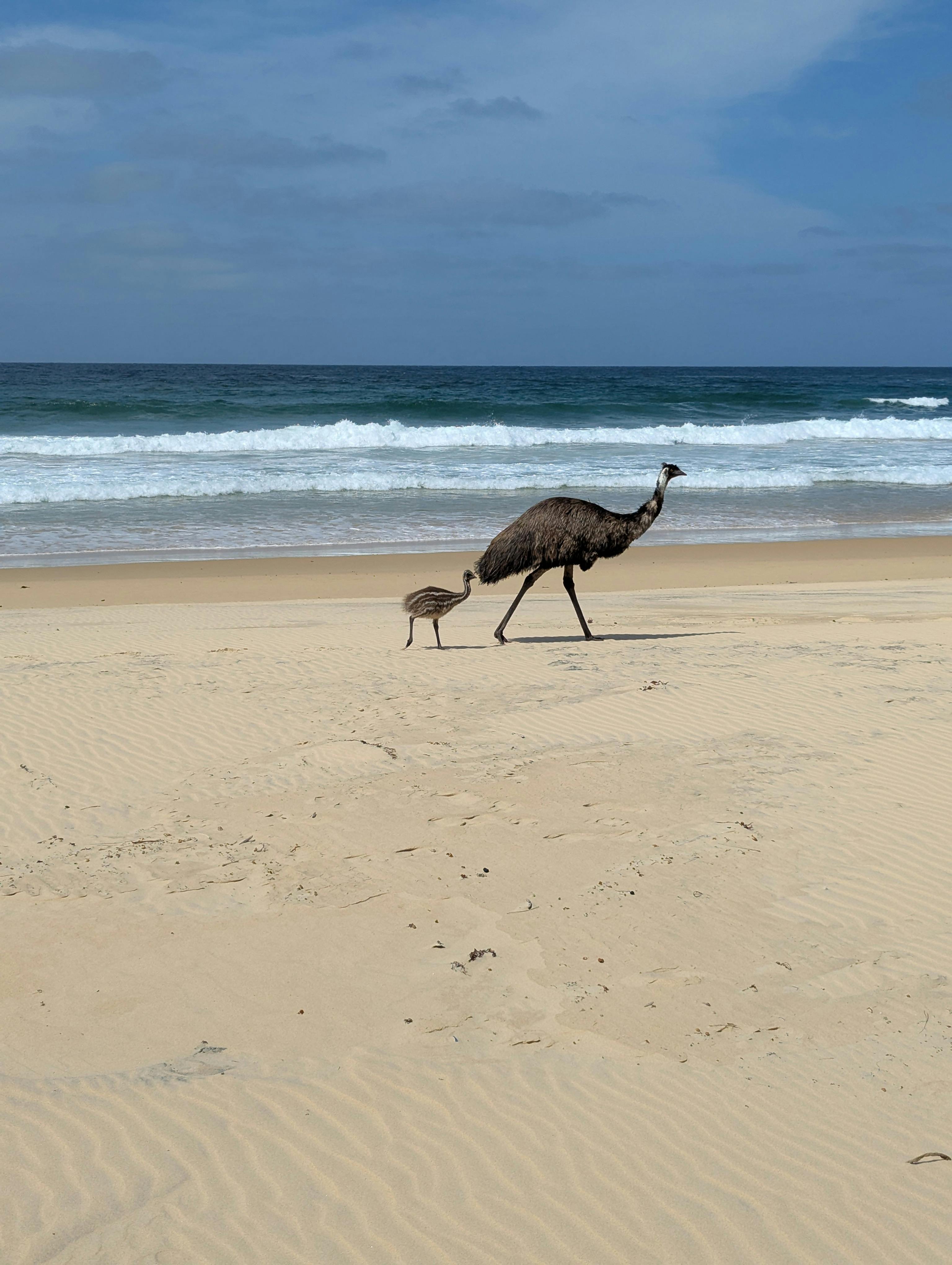 Native Australian wildlife: emus strolling on the beach at Potato Point NSW.