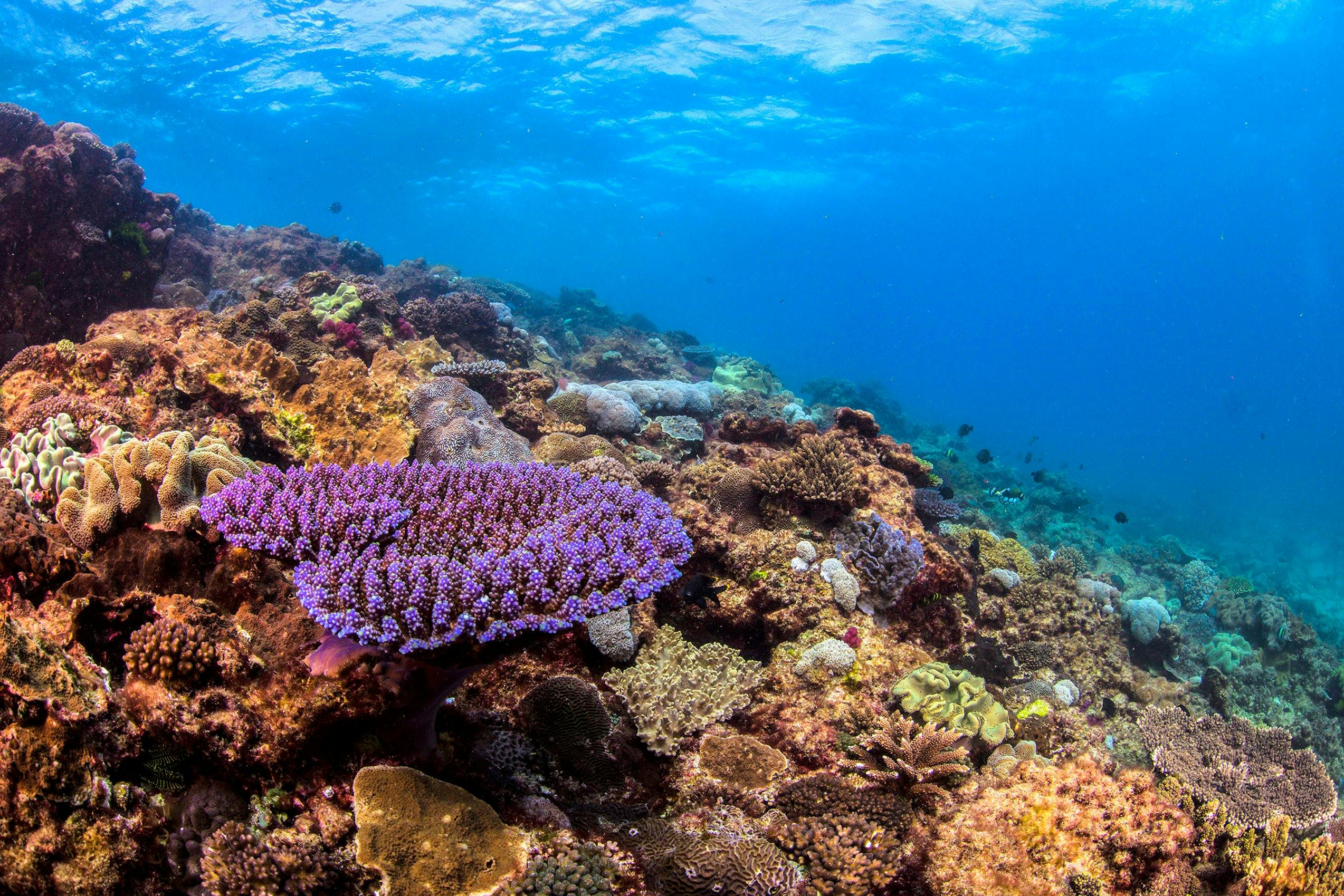 Colourful coral on Flinders Reef