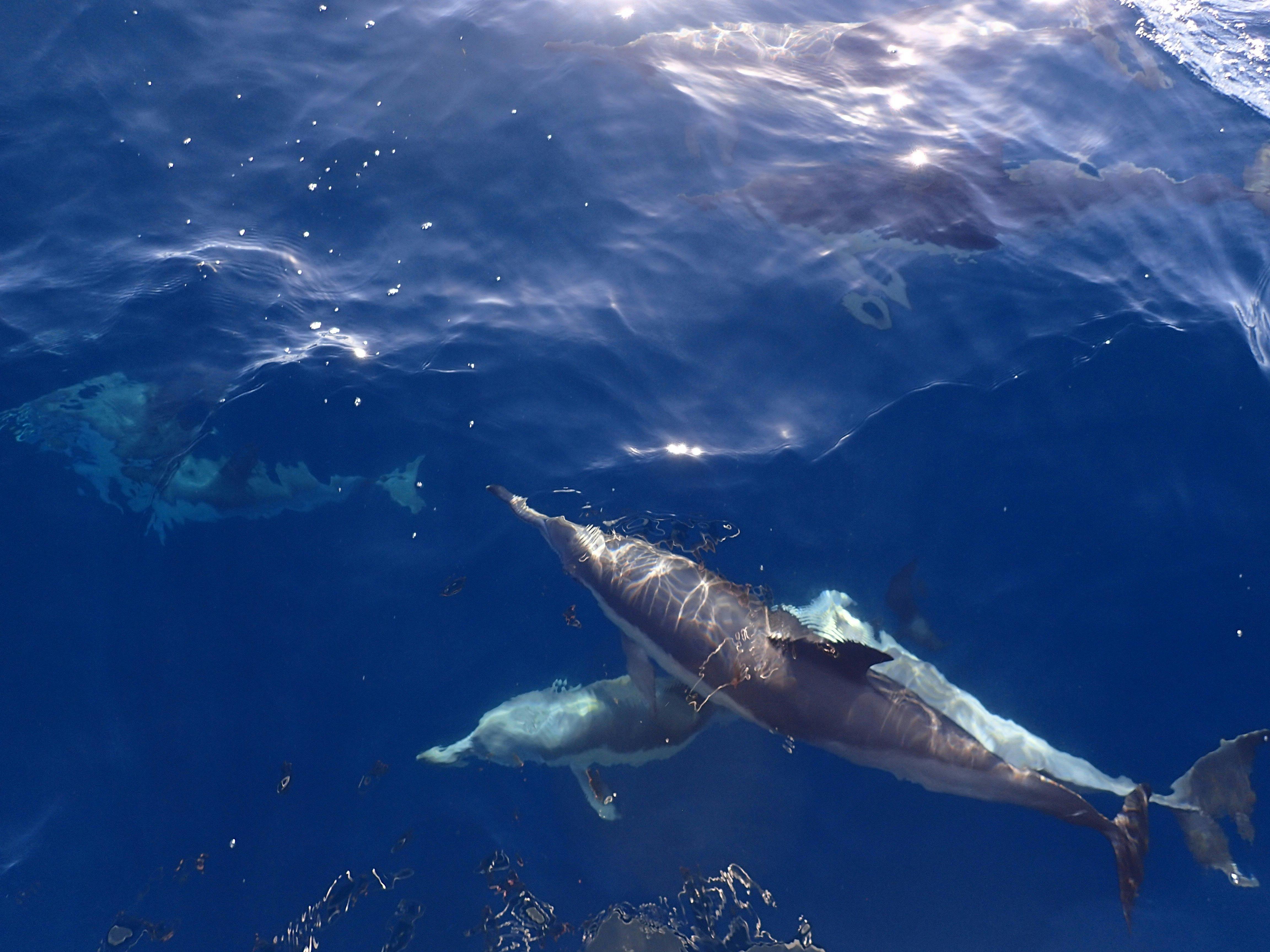 Swim with Dolphins Ocean Safari