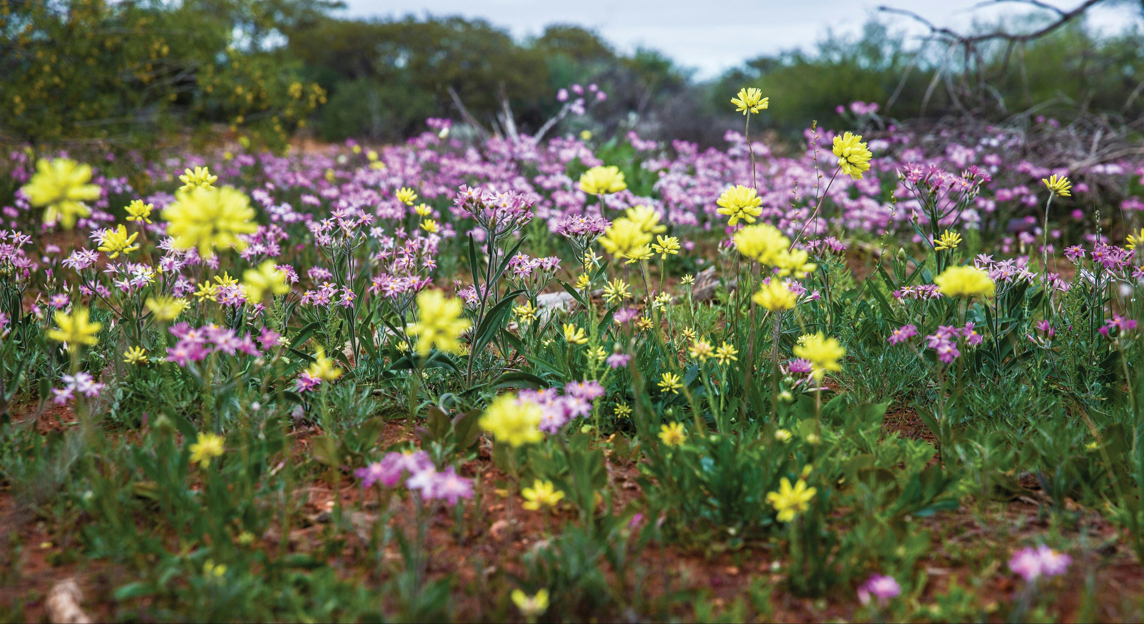 Cape Range Wildflower Trail, Coral Bay, Western Australia