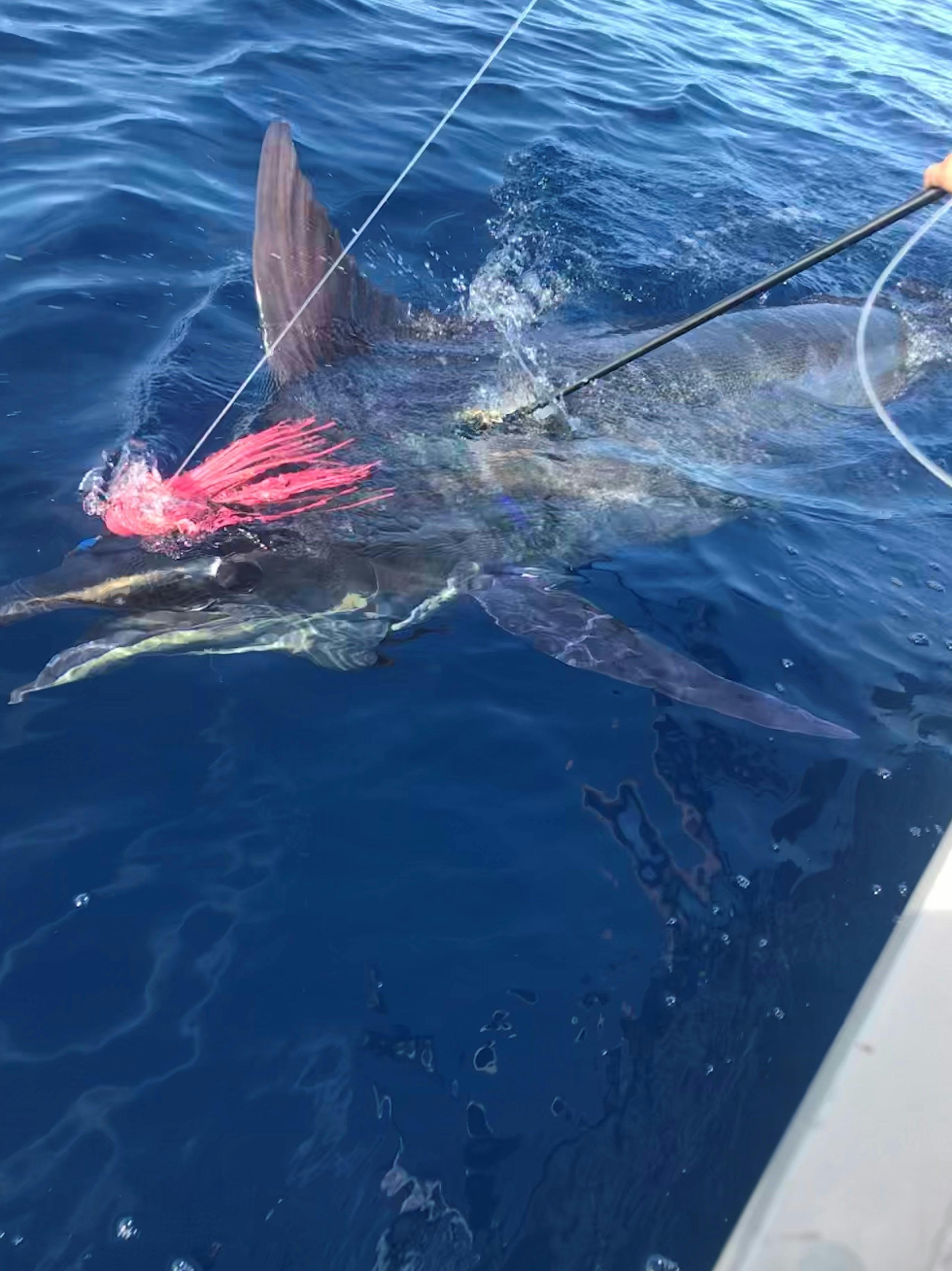 Blue marlin being tagged beside boat