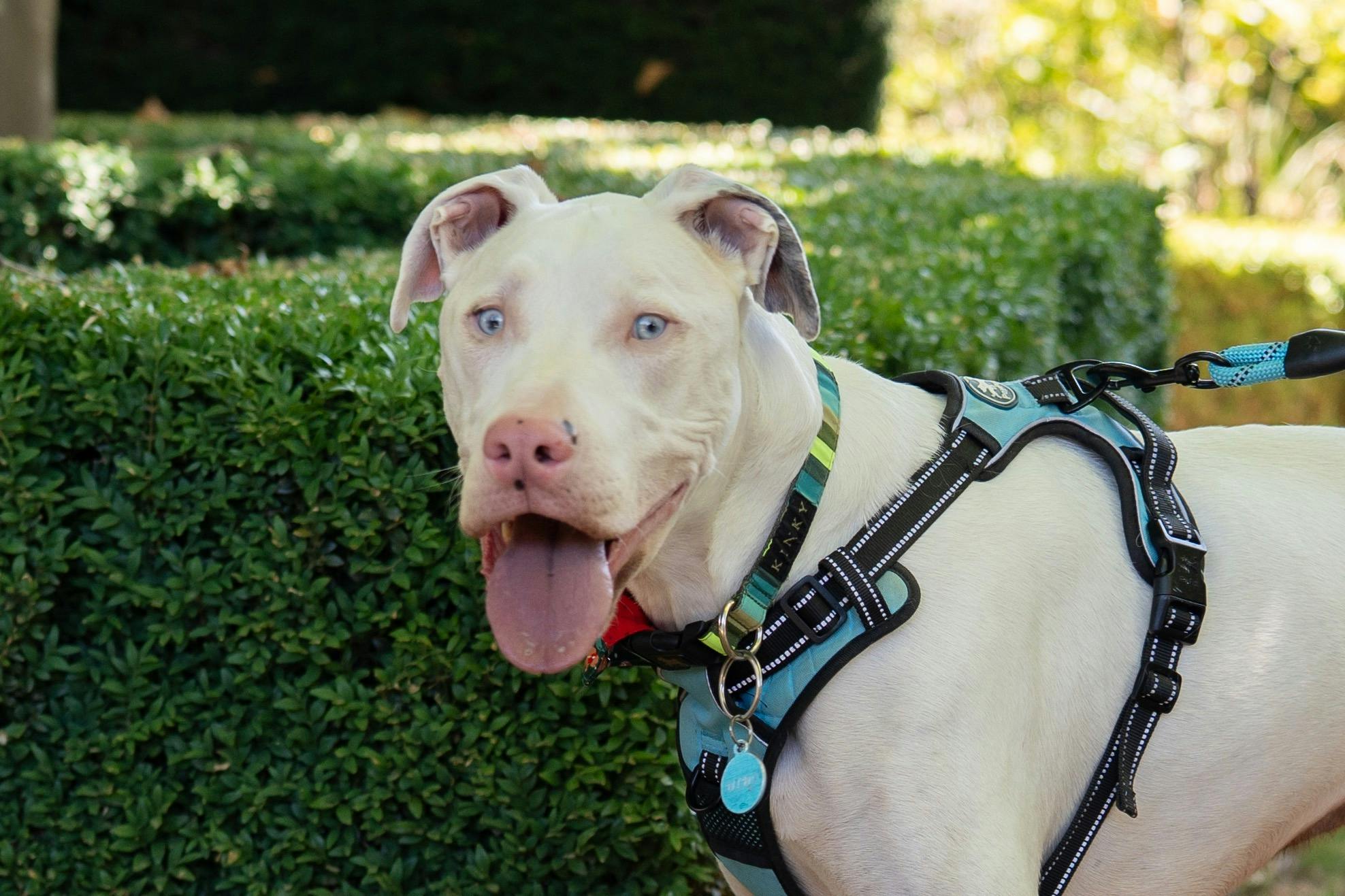 🐾 Pet Friendly – Bring your furry friends along!